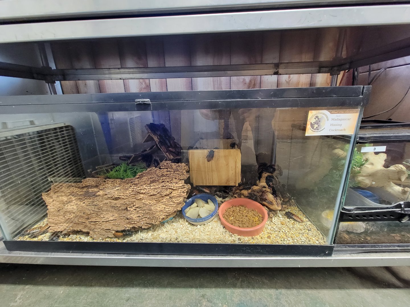 Animal Adventures MA 7/22 - Madagascar hissing cockroaches