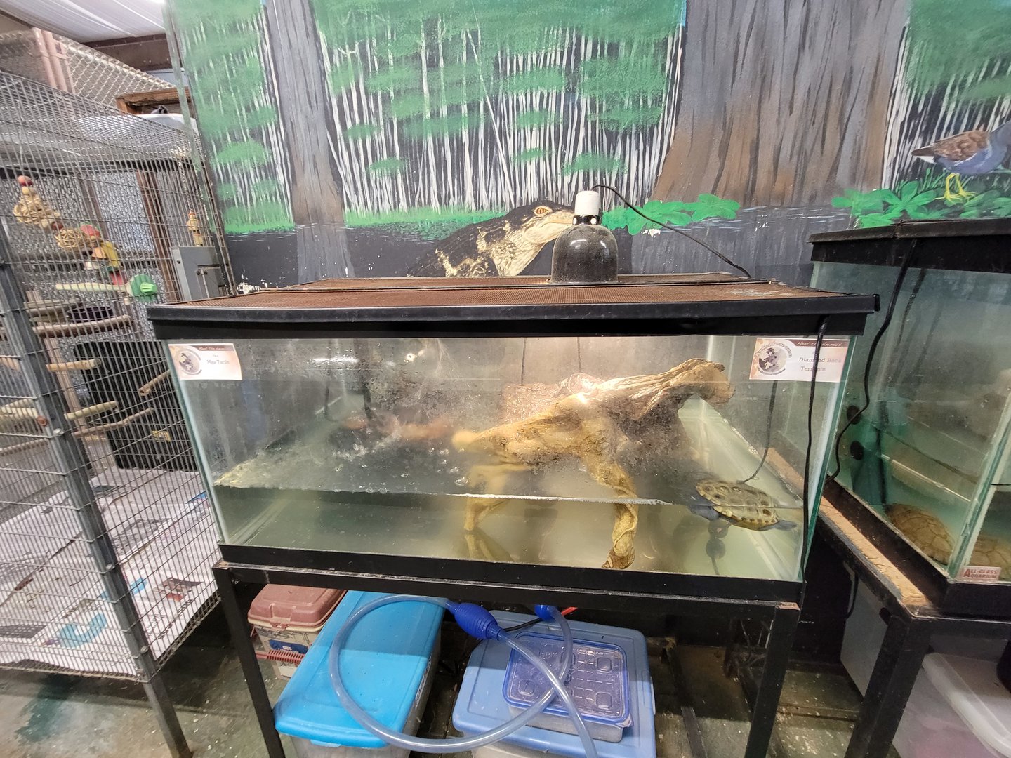 Animal Adventures MA 7/22 - Map turtle, diamondback terrapin