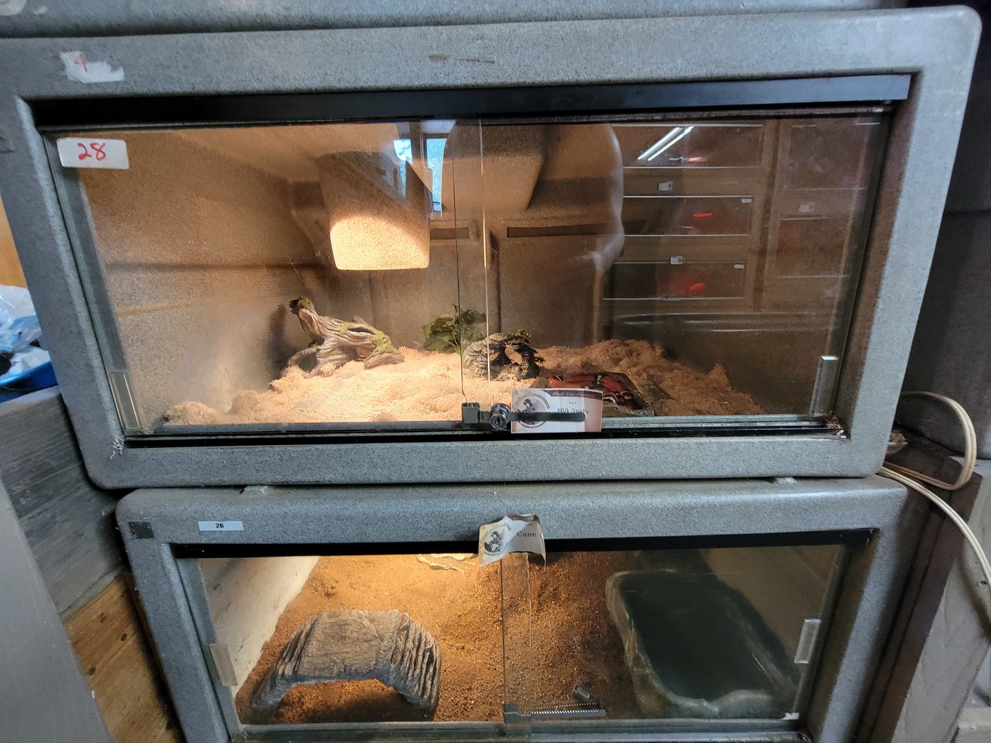 Animal Adventures MA 7/22 - Milksnake, cane toad