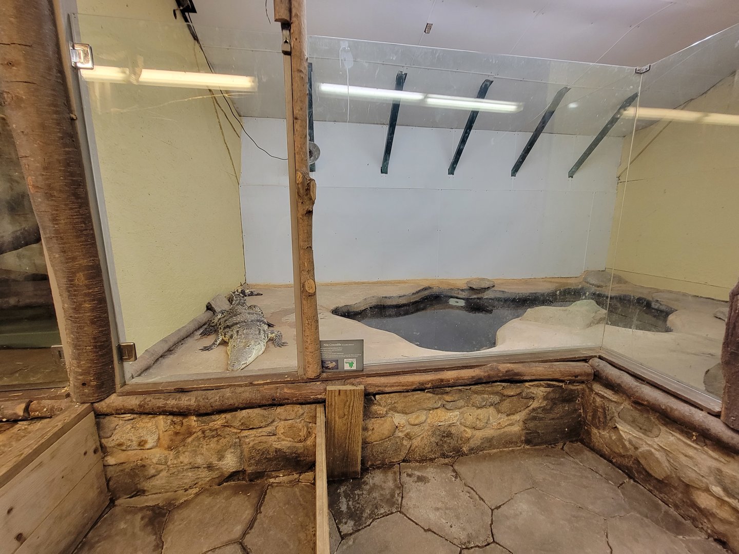 Animal Adventures MA 7/22 - Nile crocodile