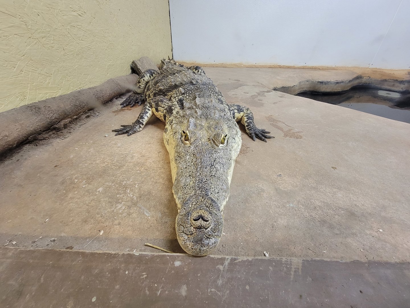 Animal Adventures MA 7/22 - Nile crocodile