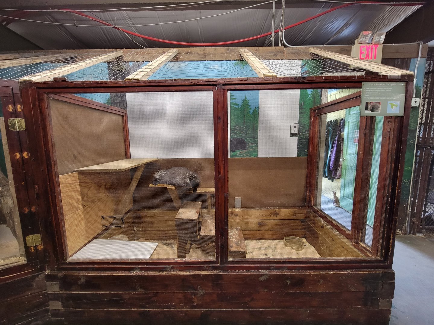 Animal Adventures MA 7/22 - North American porcupine