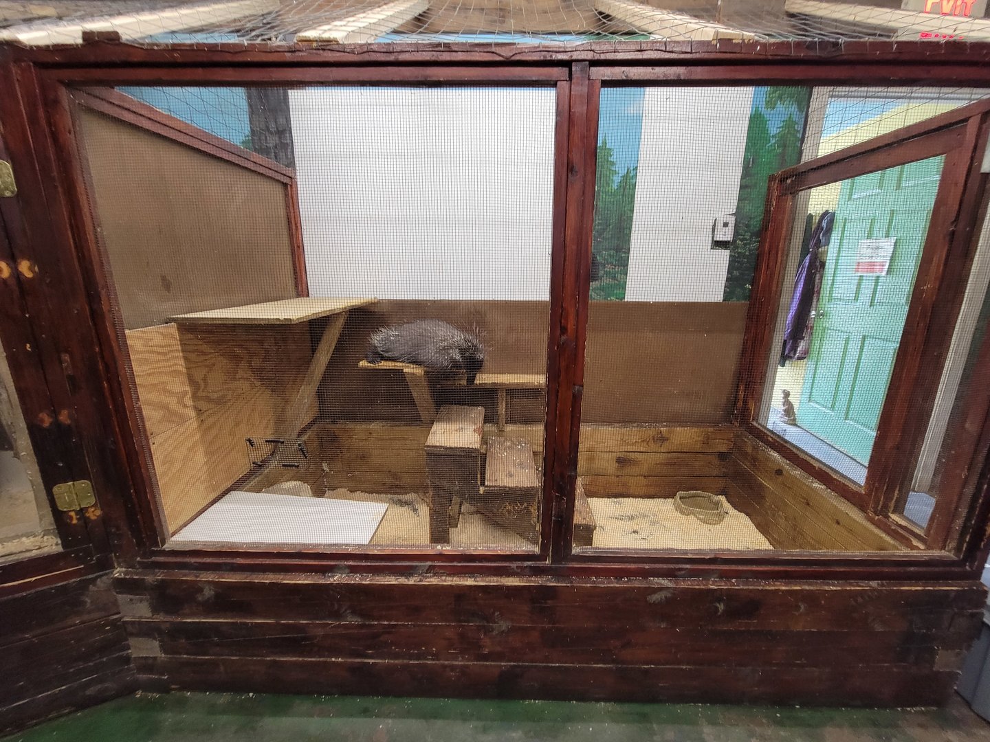 Animal Adventures MA 7/22 - North American porcupine