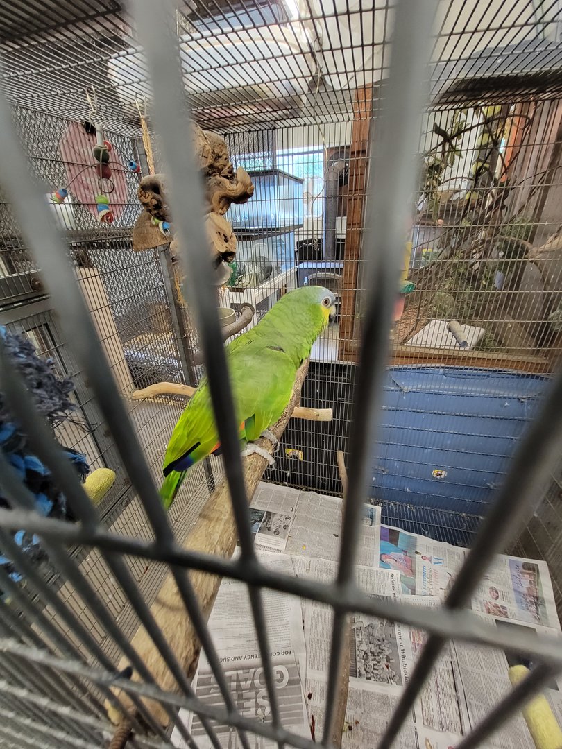 Animal Adventures MA 7/22 - Orange-winged parrot