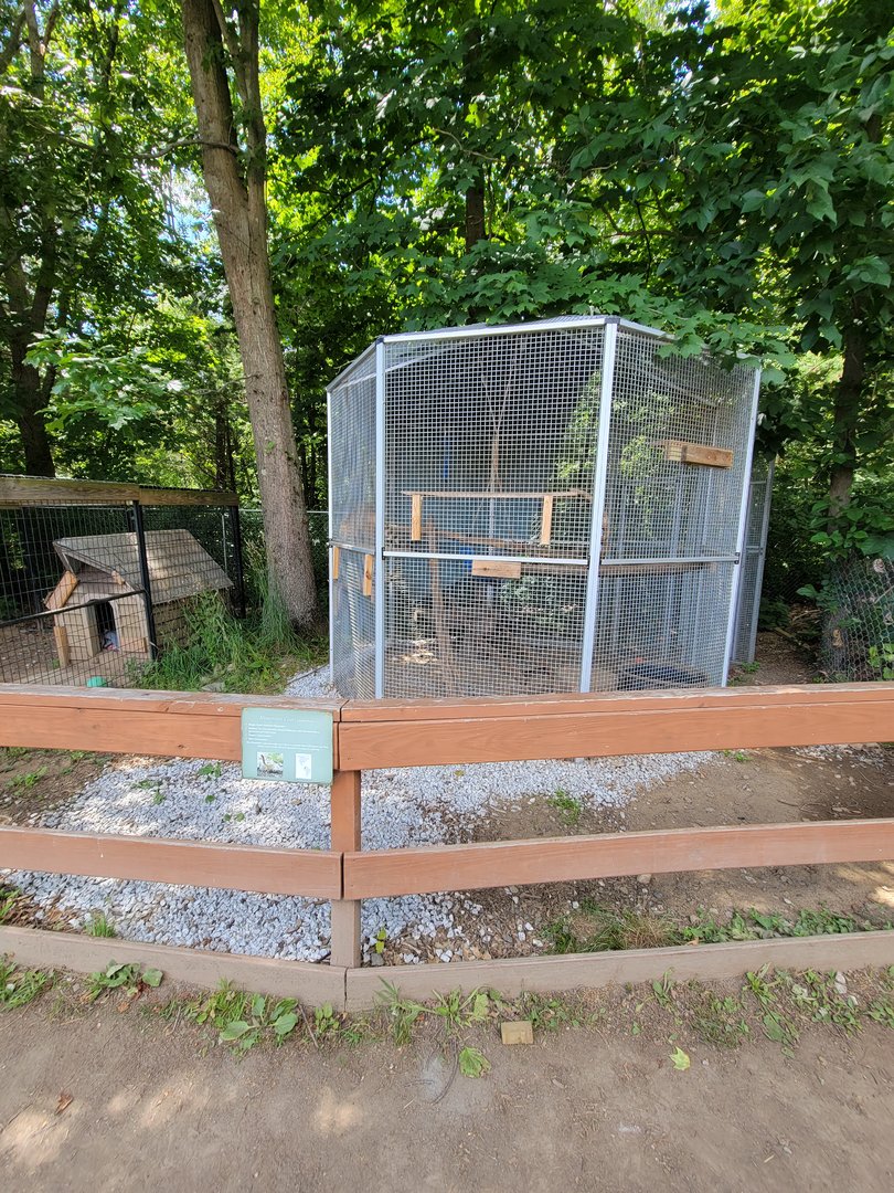 Animal Adventures MA 7/22 - Outdoor South American coati enclosure