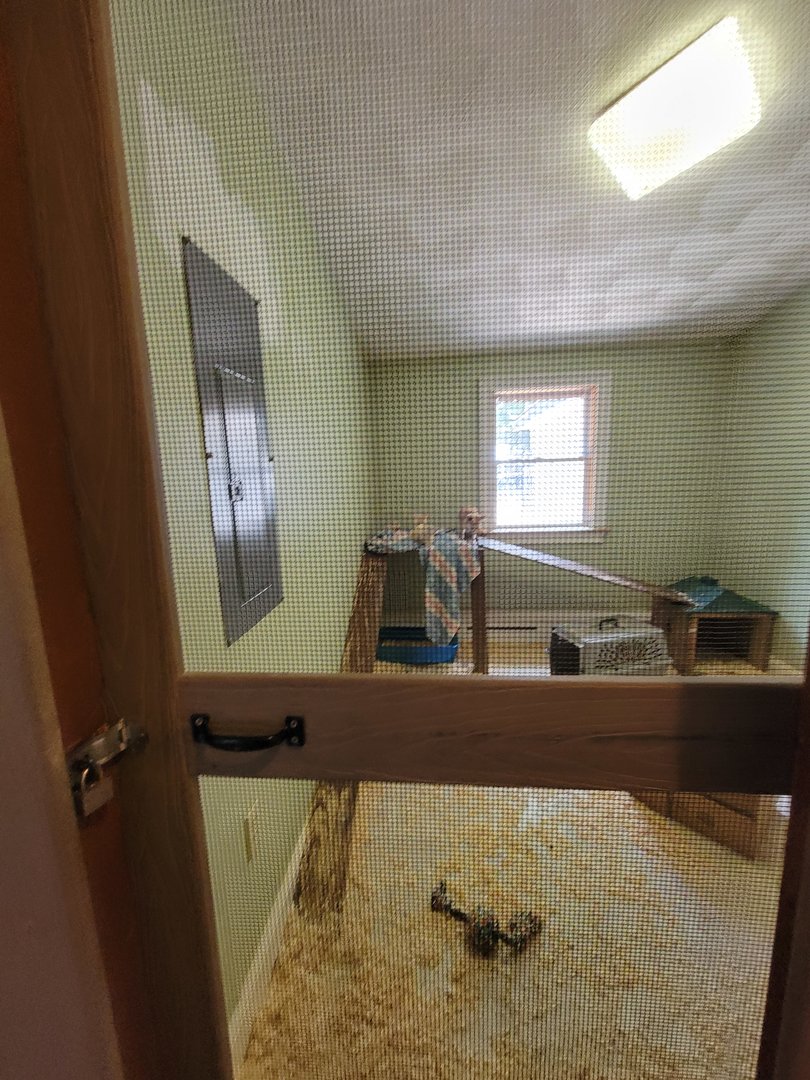 Animal Adventures MA 7/22 - Pale fox, fennec foxes