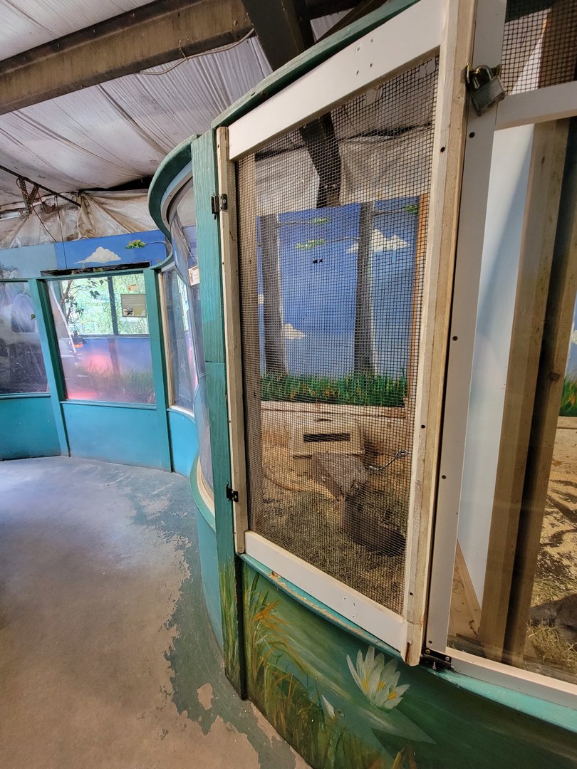 Animal Adventures MA 7/22 - Patagonian mara