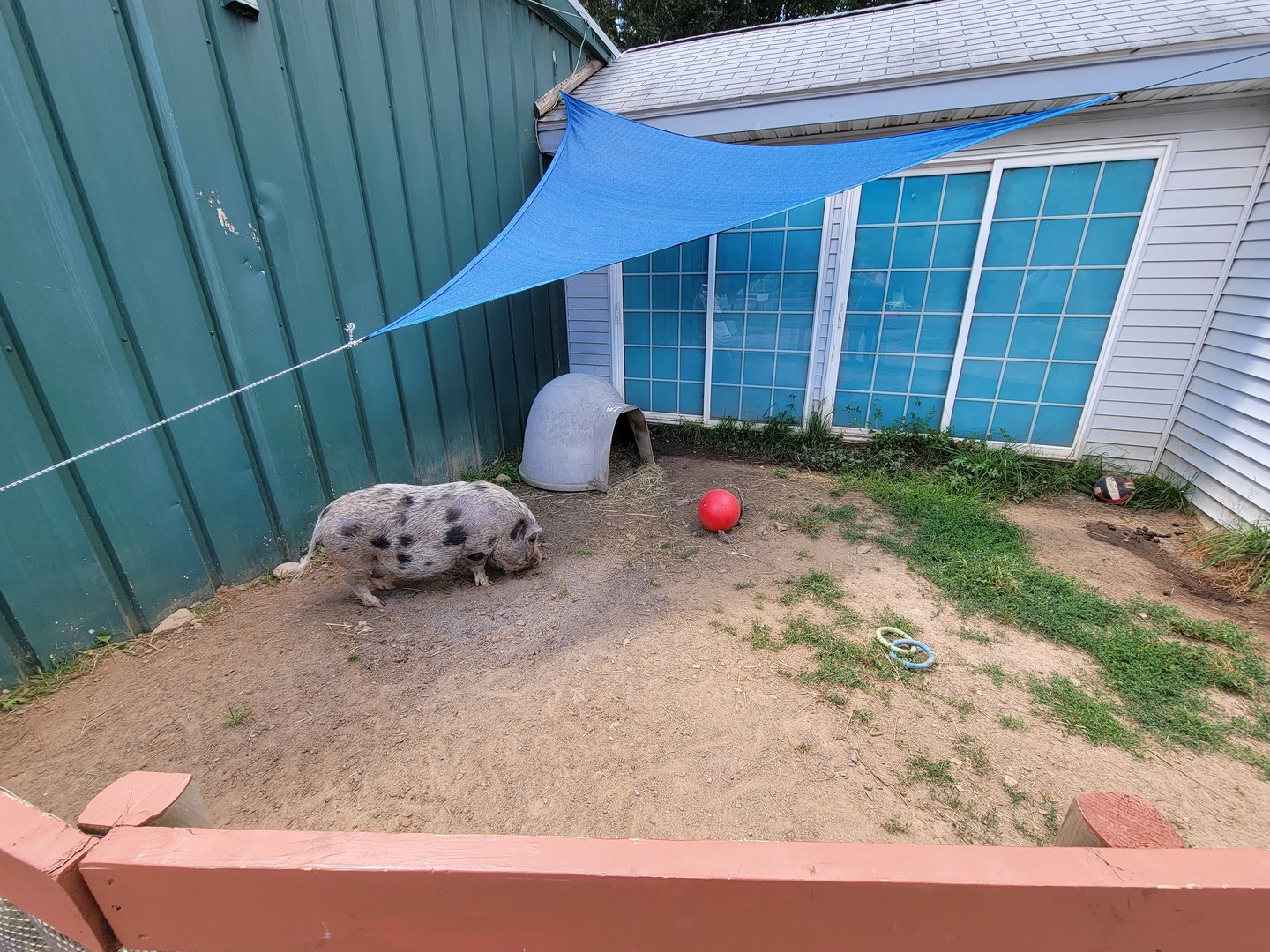 Animal Adventures MA 7/22 - Pig