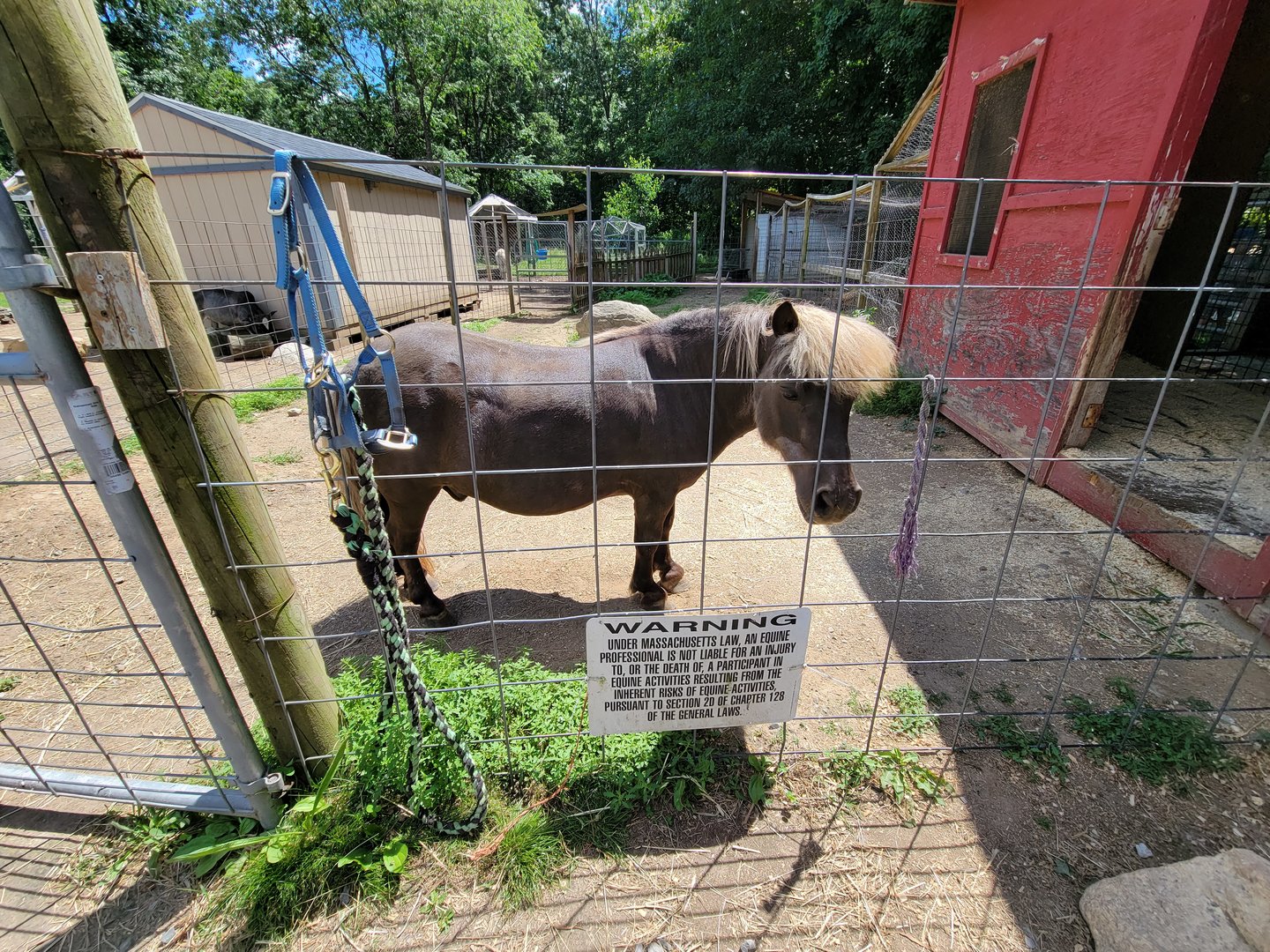 Animal Adventures MA 7/22 - Pony