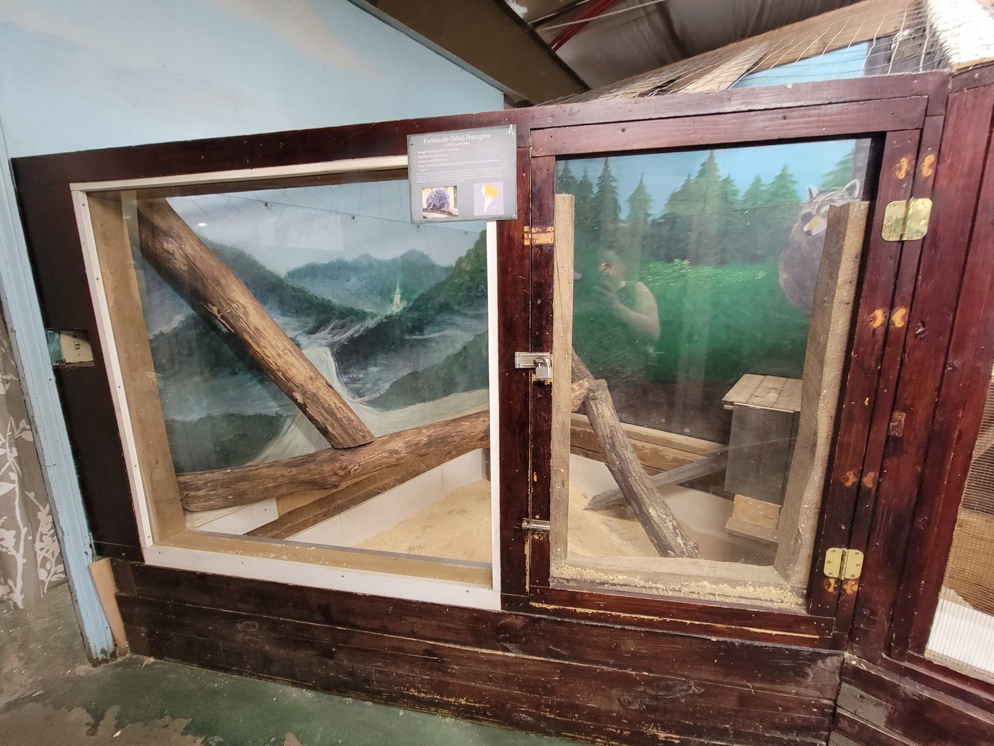 Animal Adventures MA 7/22 - Prehensile-tailed porcupine