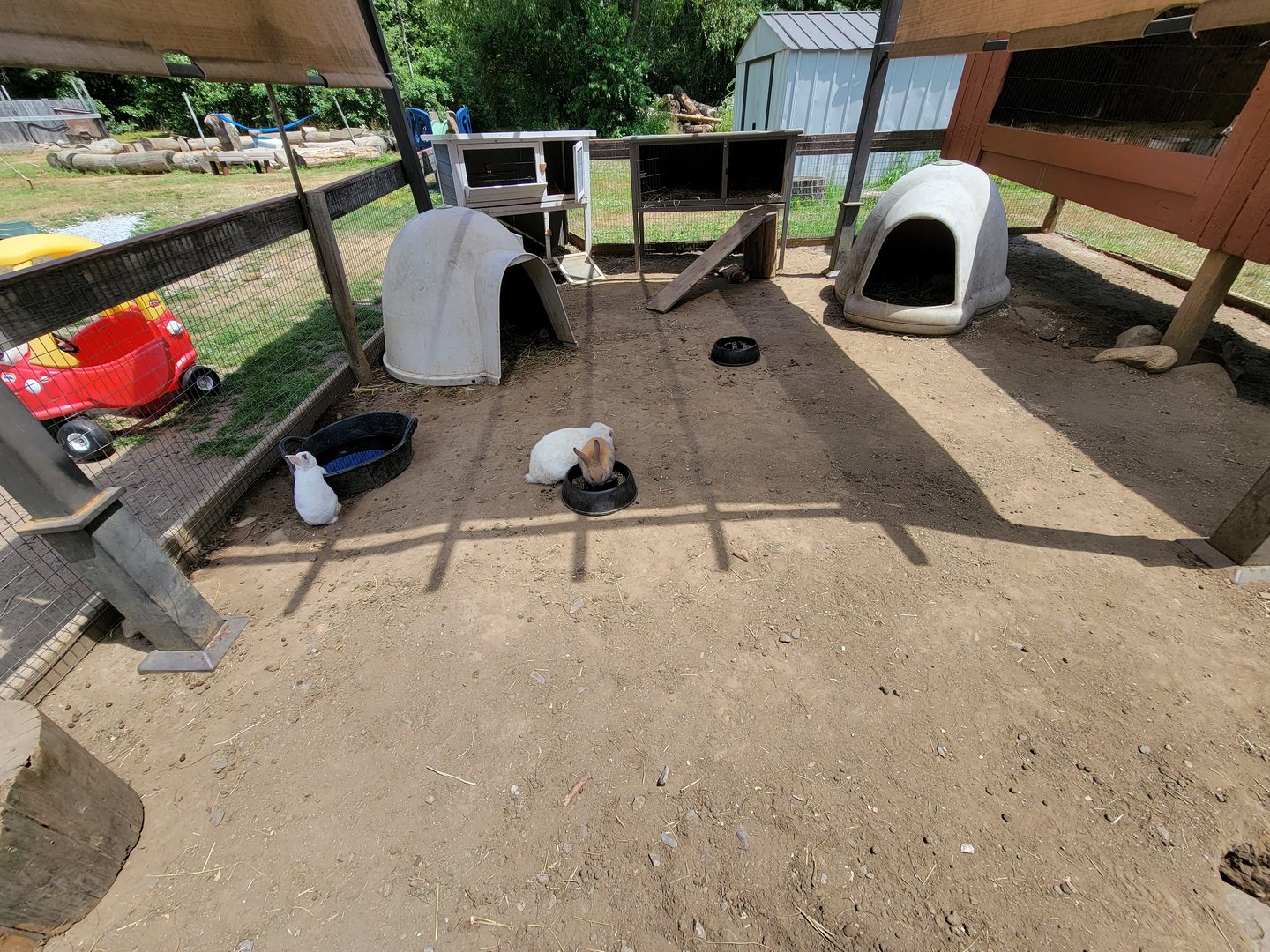 Animal Adventures MA 7/22 - Rabbits