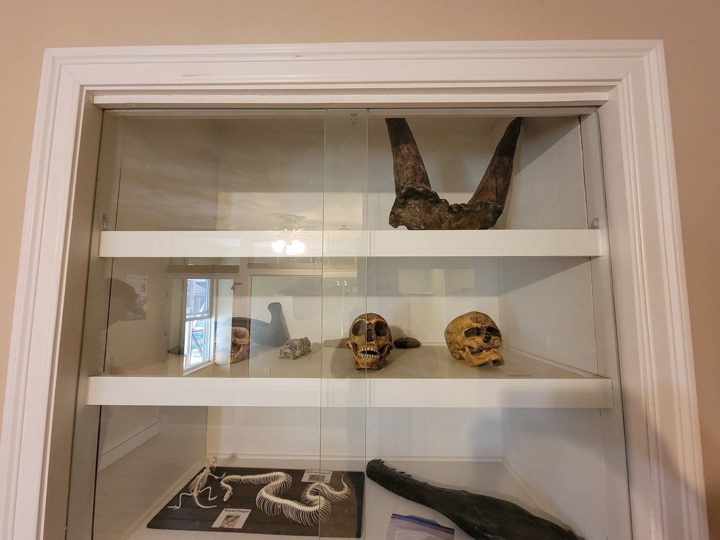 Animal Adventures MA 7/22 - Random bones in green monkey room