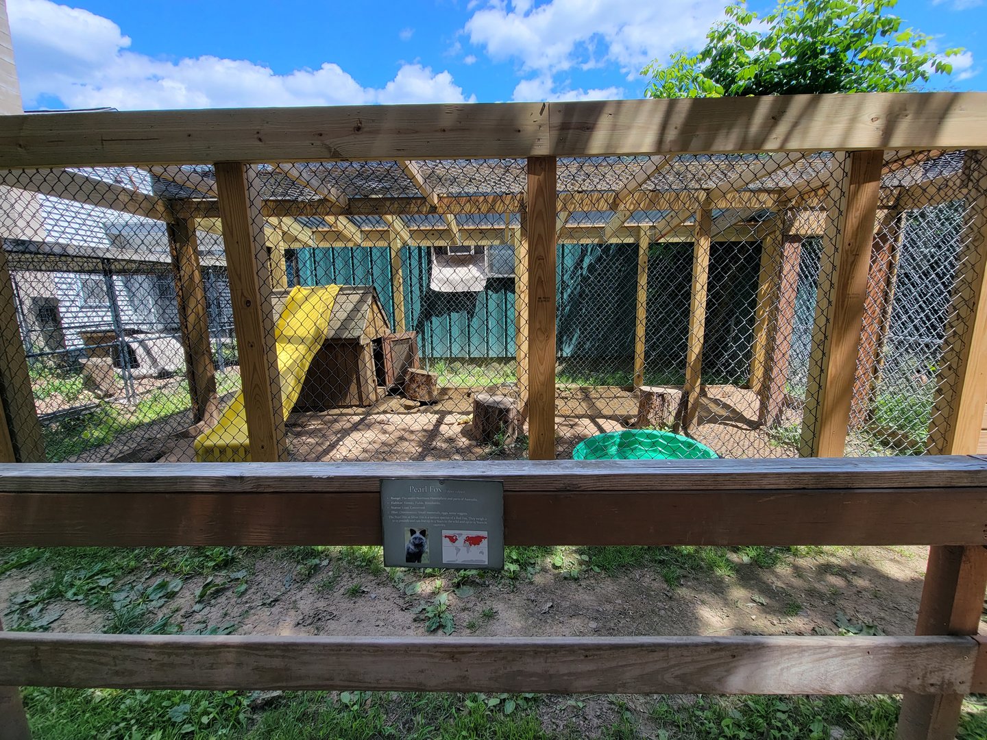 Animal Adventures MA 7/22 - Red fox ("pearl" morph)