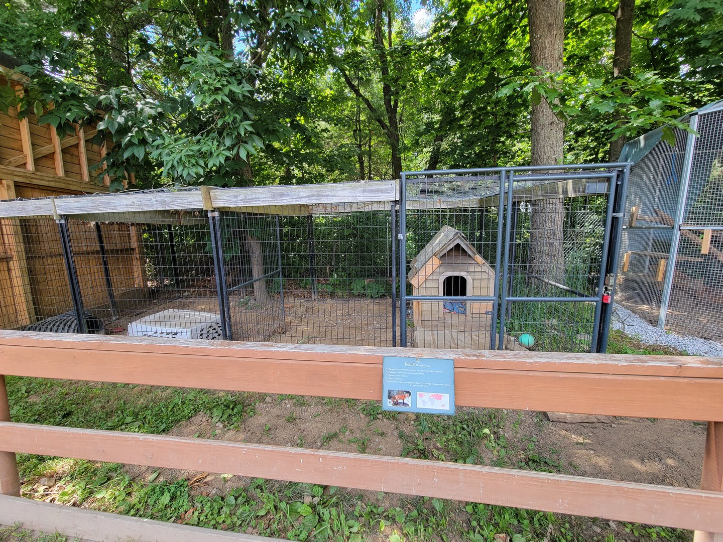 Animal Adventures MA 7/22 - Red fox