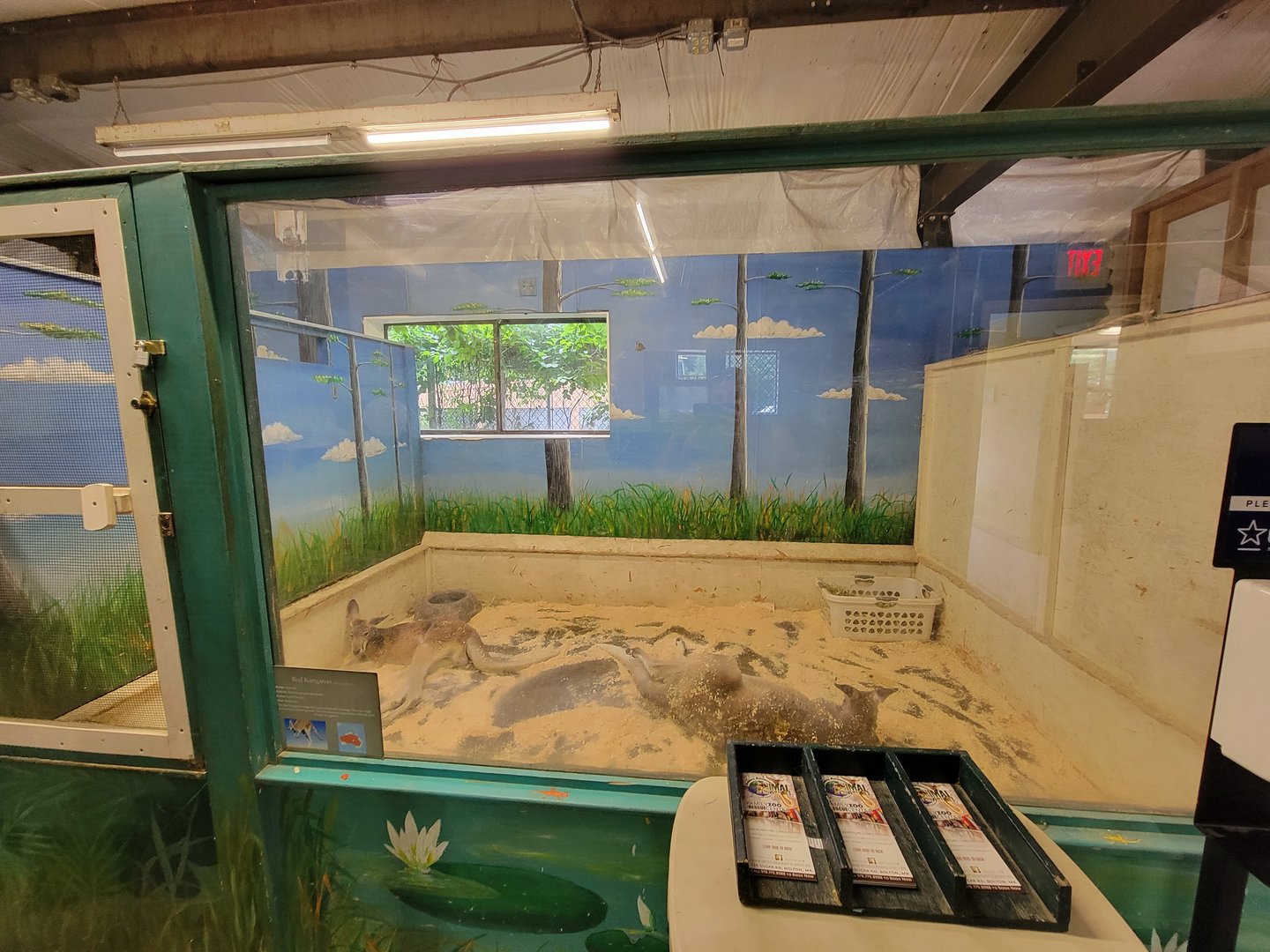 Animal Adventures MA 7/22 - Red kangaroos