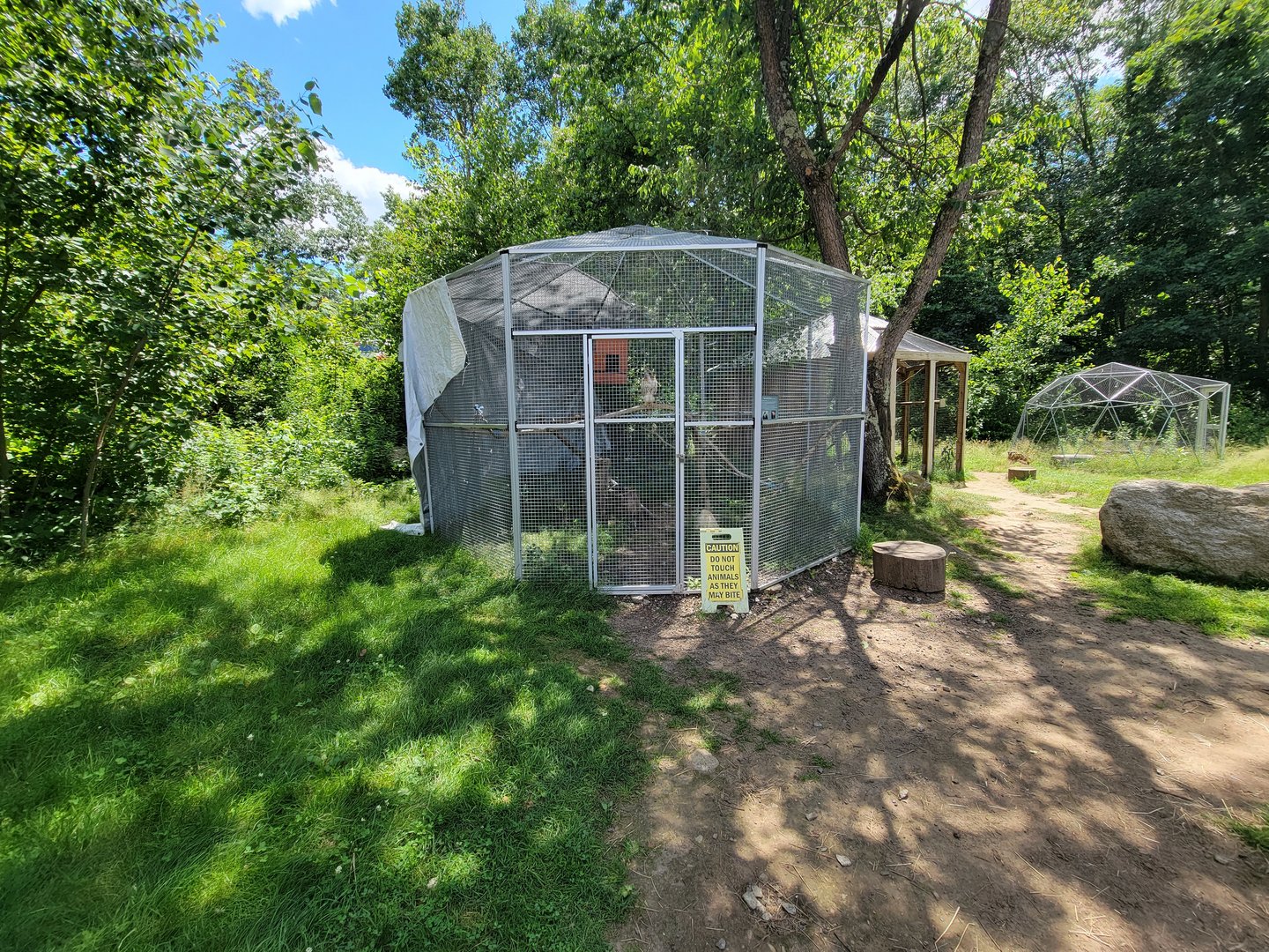 Animal Adventures MA 7/22 - Red-tailed hawk