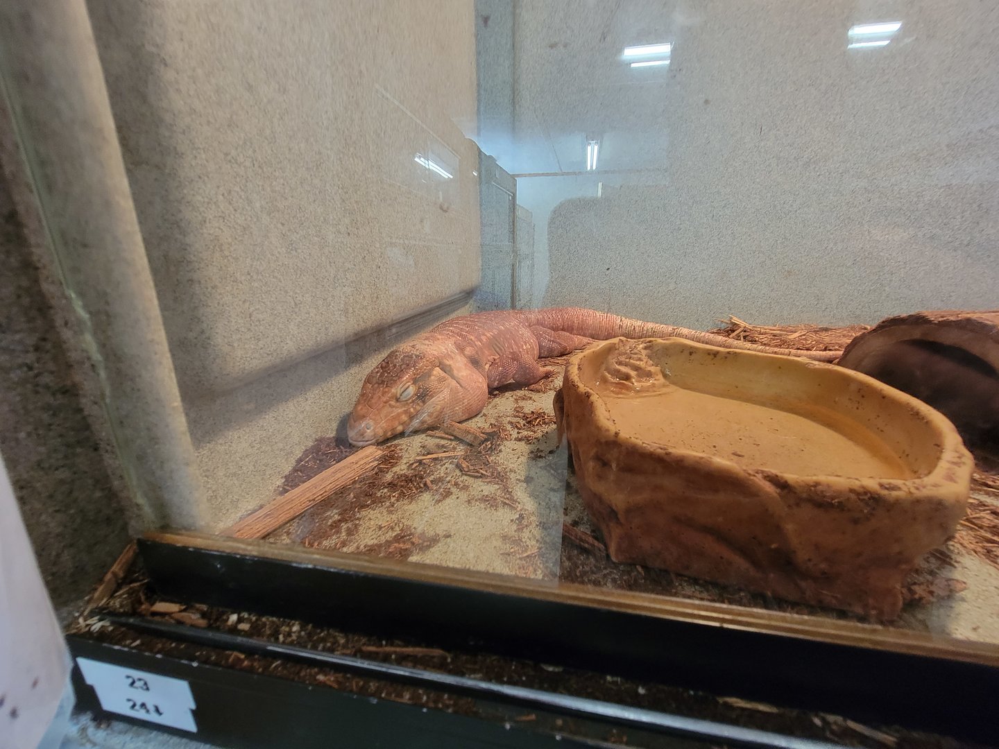 Animal Adventures MA 7/22 - Red tegu