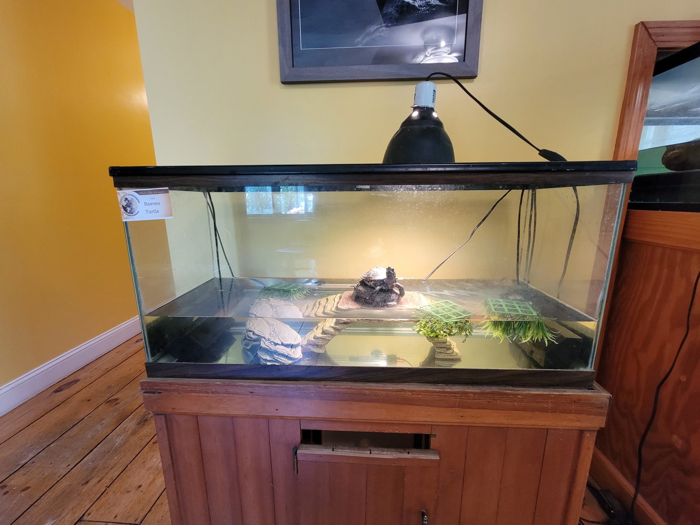 Animal Adventures MA 7/22 - Reeve's turtle