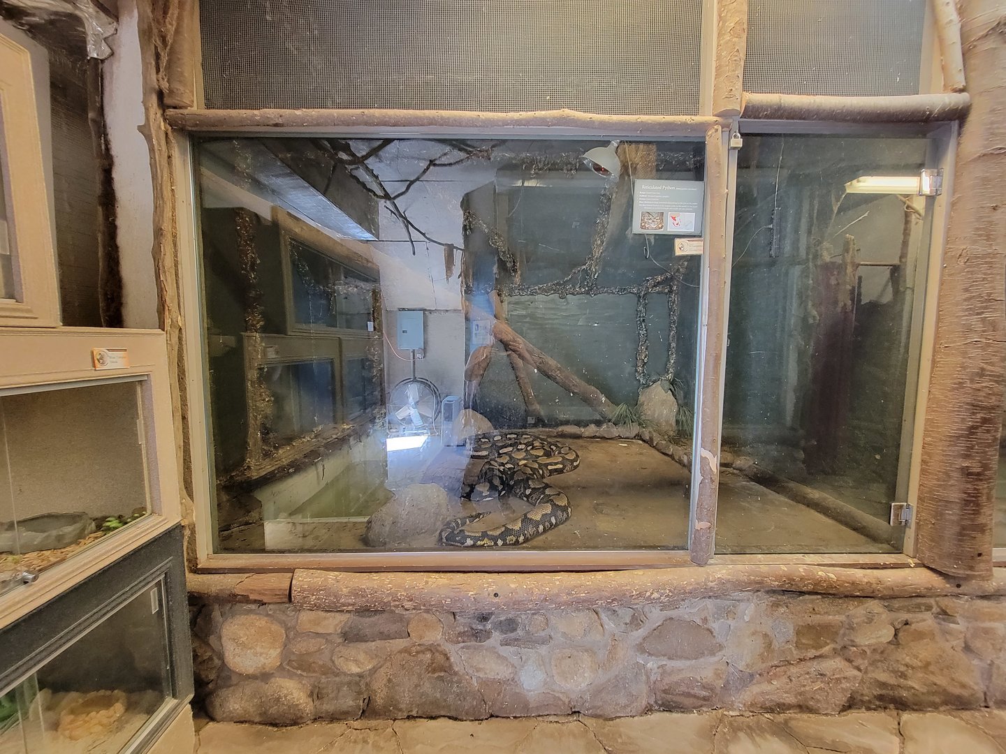 Animal Adventures MA 7/22 - Reticulated python