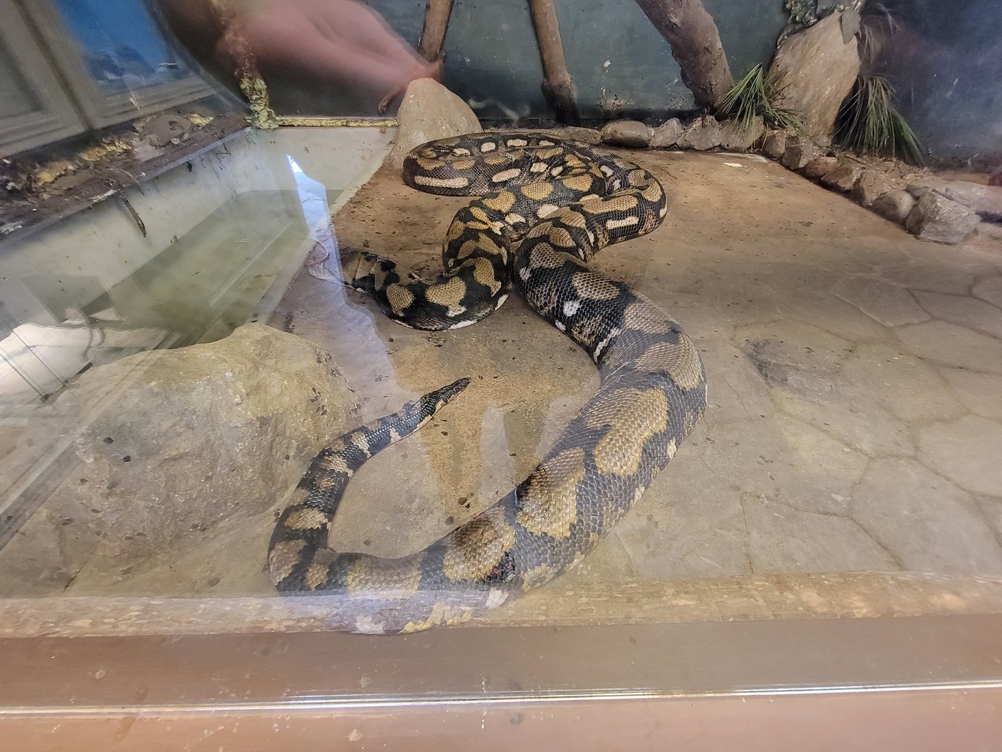 Animal Adventures MA 7/22 - Reticulated python
