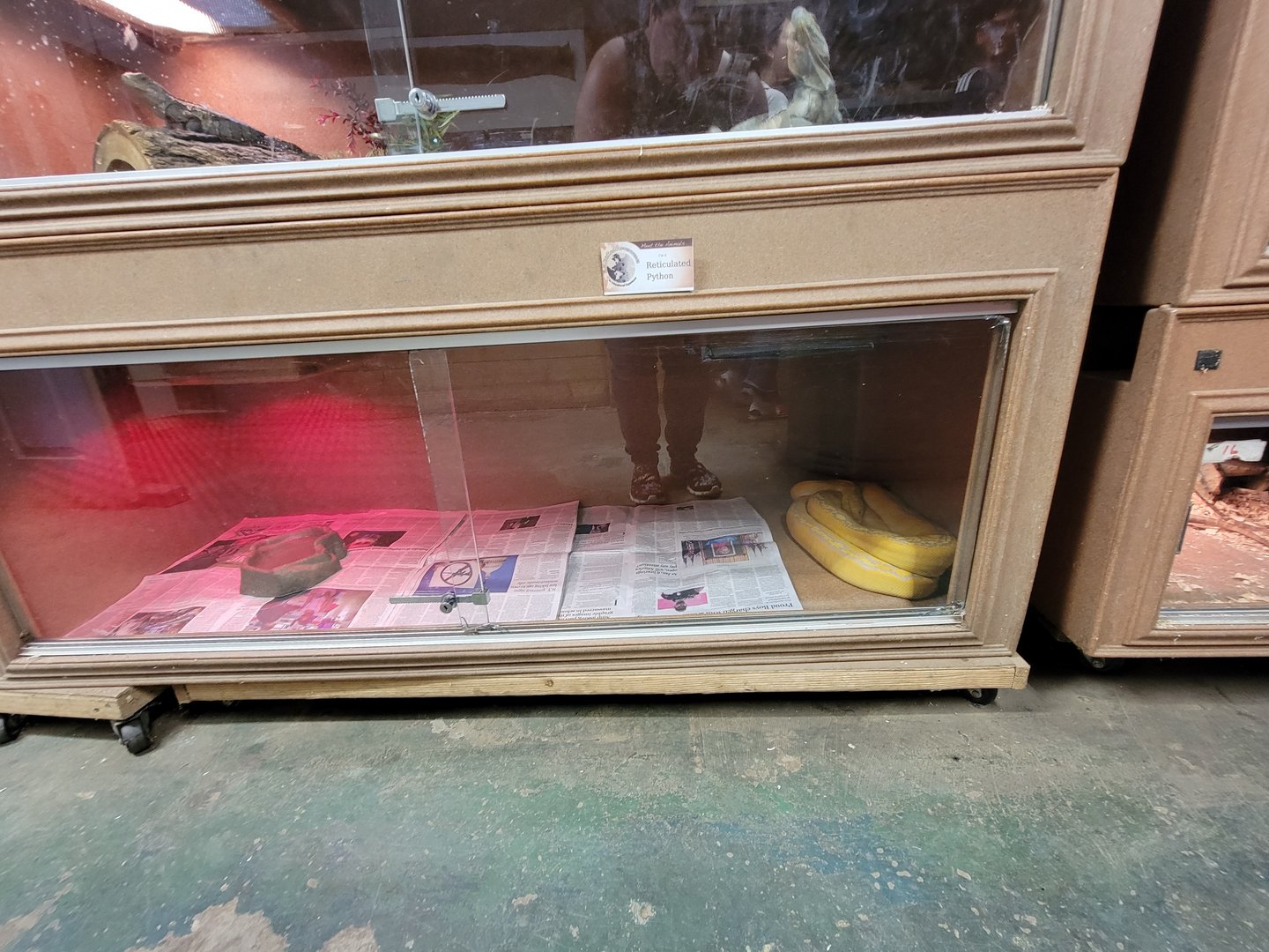 Animal Adventures MA 7/22 - Reticulated python