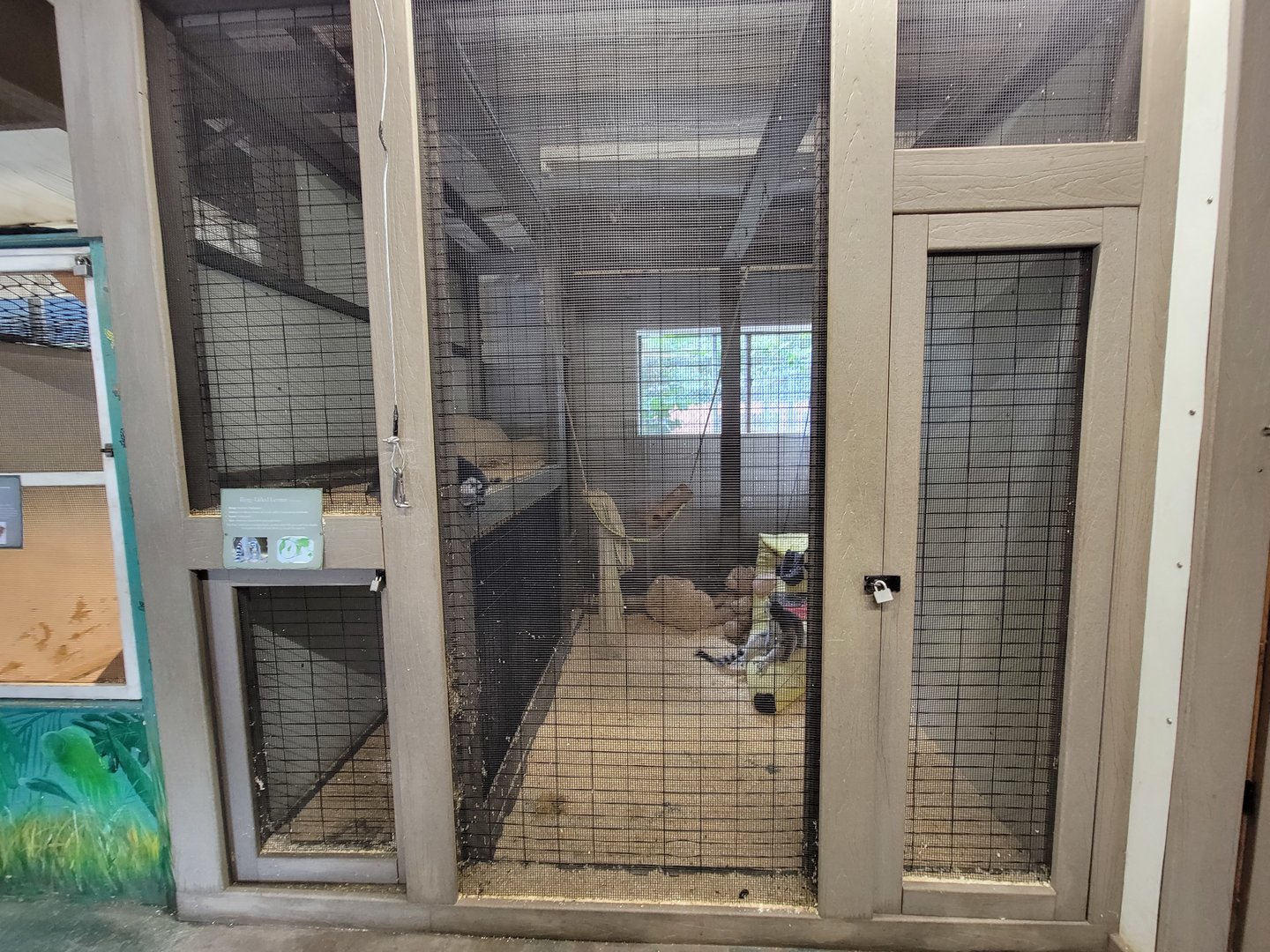 Animal Adventures MA 7/22 - Ring-tailed lemurs