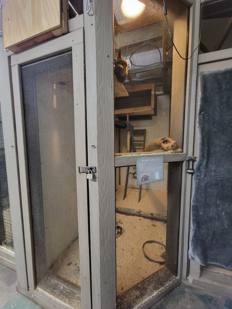 Animal Adventures MA 7/22 - Ruffed lemurs