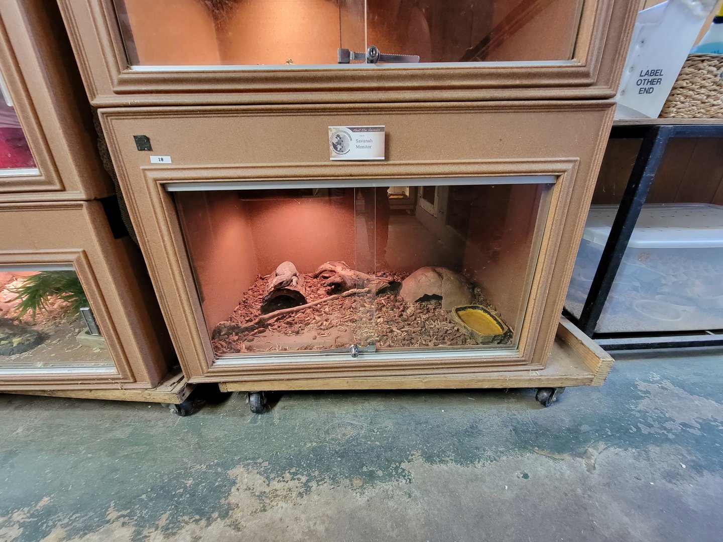 Animal Adventures MA 7/22 - Savannah monitor