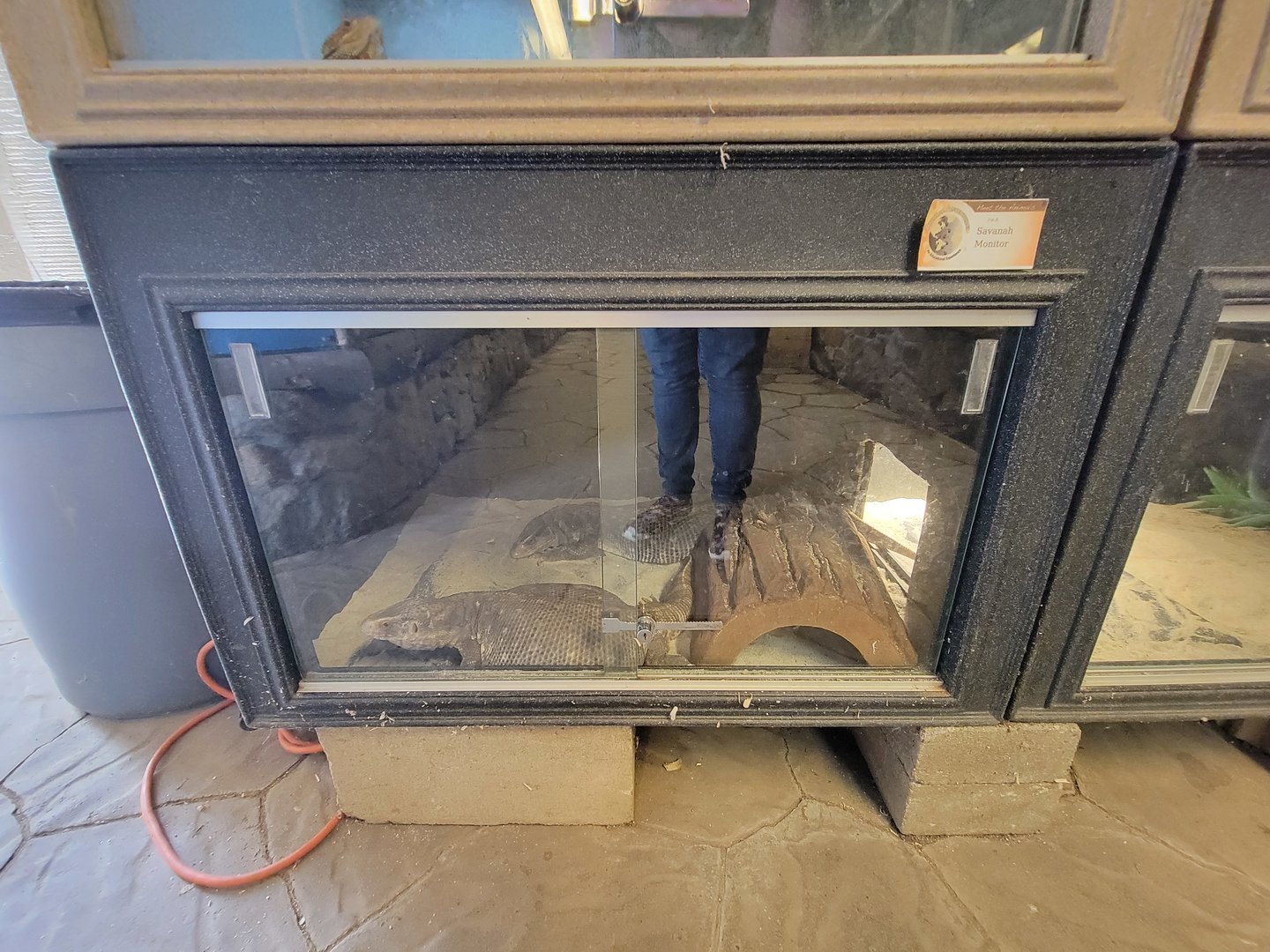 Animal Adventures MA 7/22 - Savannah monitors