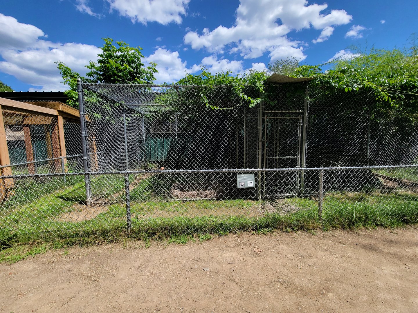 Animal Adventures MA 7/22 - Siberian lynx cross