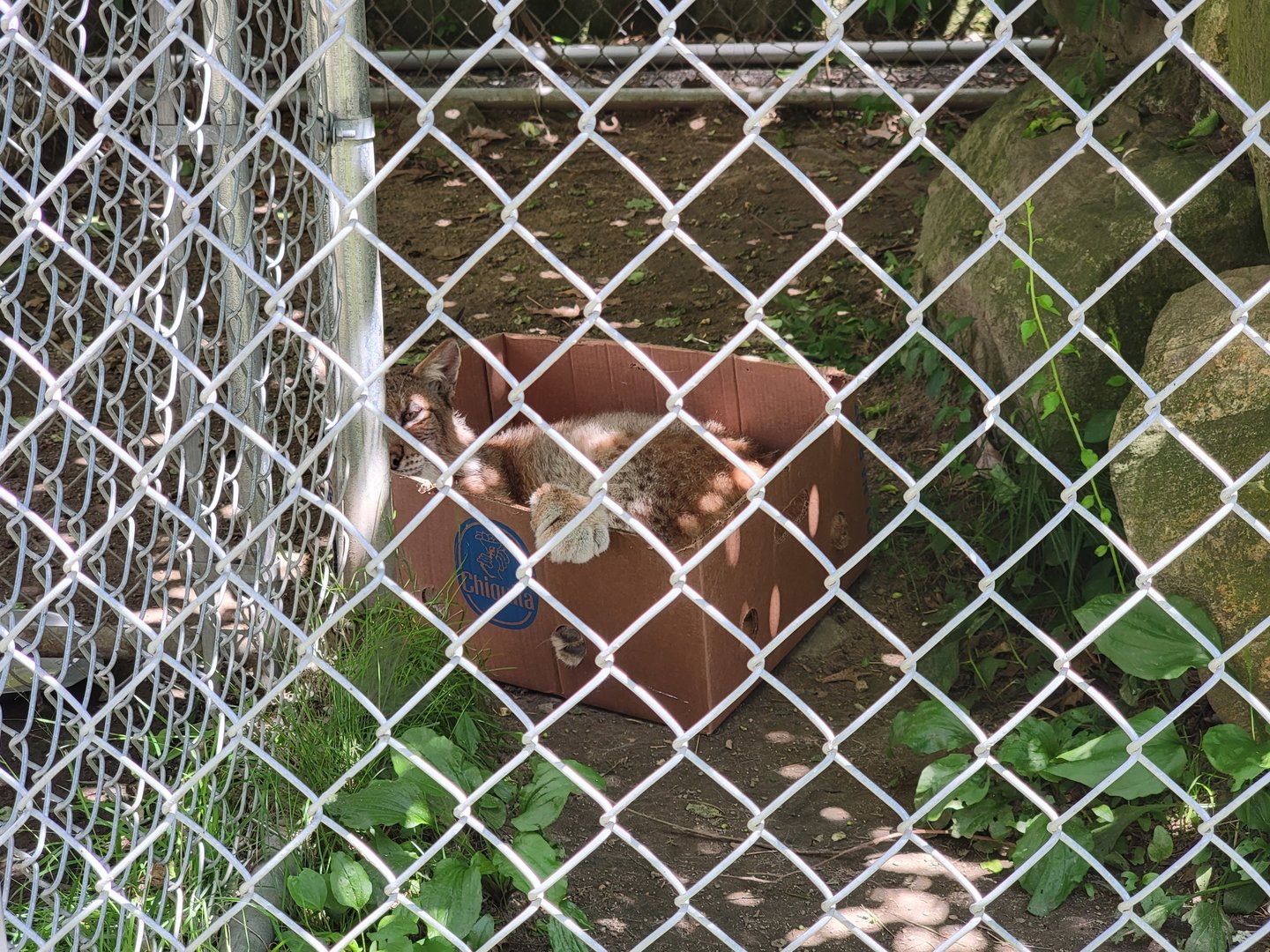 Animal Adventures MA 7/22 - Siberian lynx cross