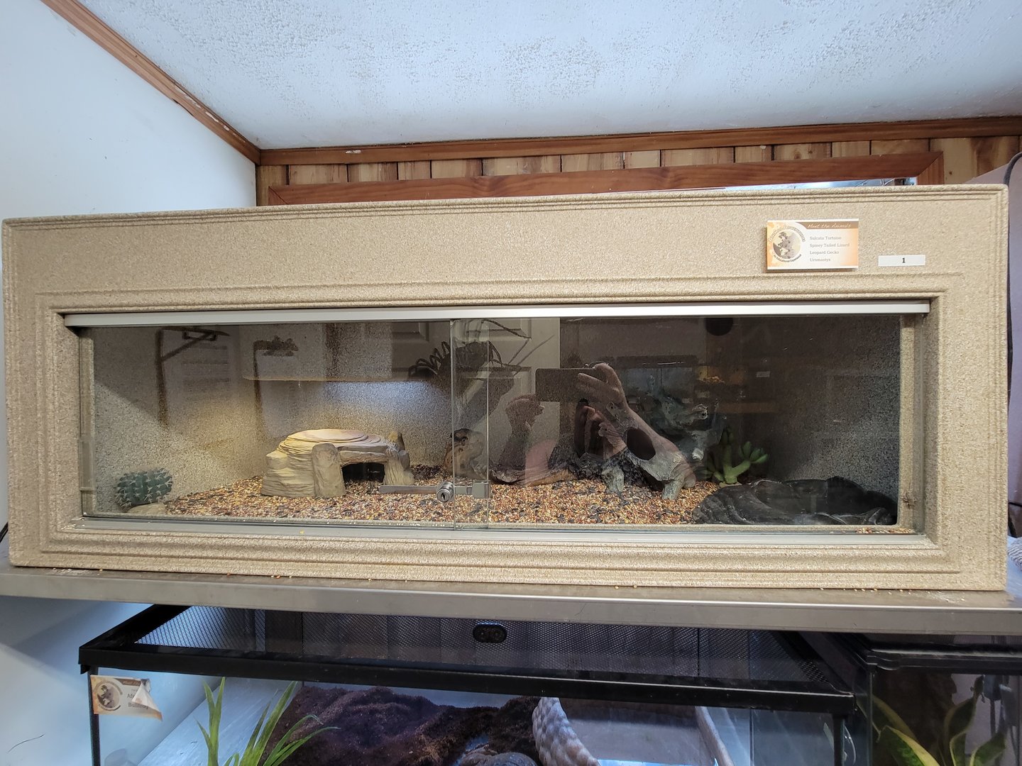Animal Adventures MA 7/22 - Signed for sulcata tortoise, leopard gecko, uromastyx, "spiney tailed lizard"
