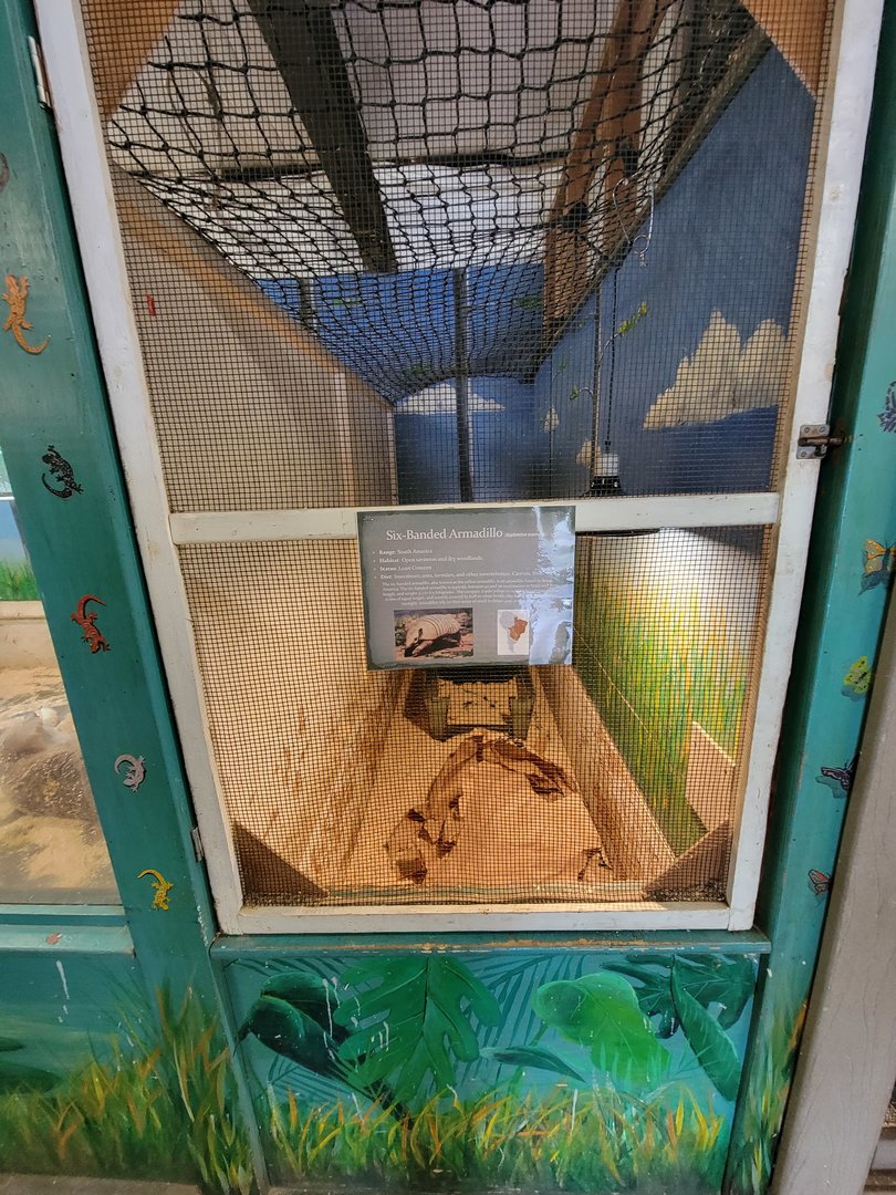 Animal Adventures MA 7/22 - Six-banded armadillos