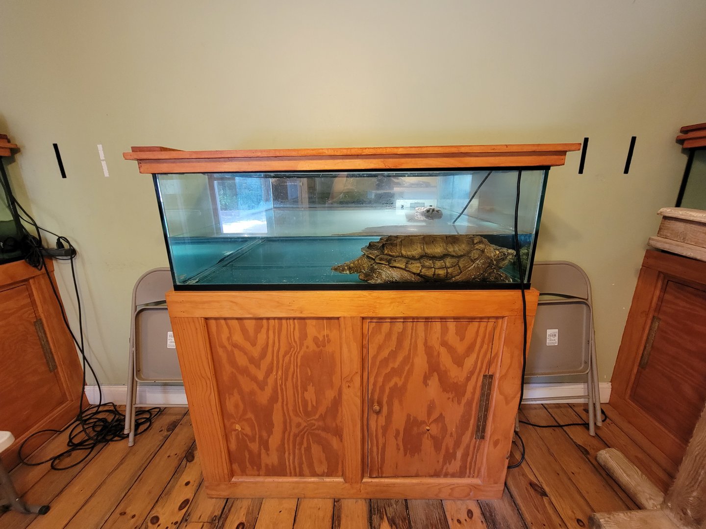 Animal Adventures MA 7/22 - Snapping turtle