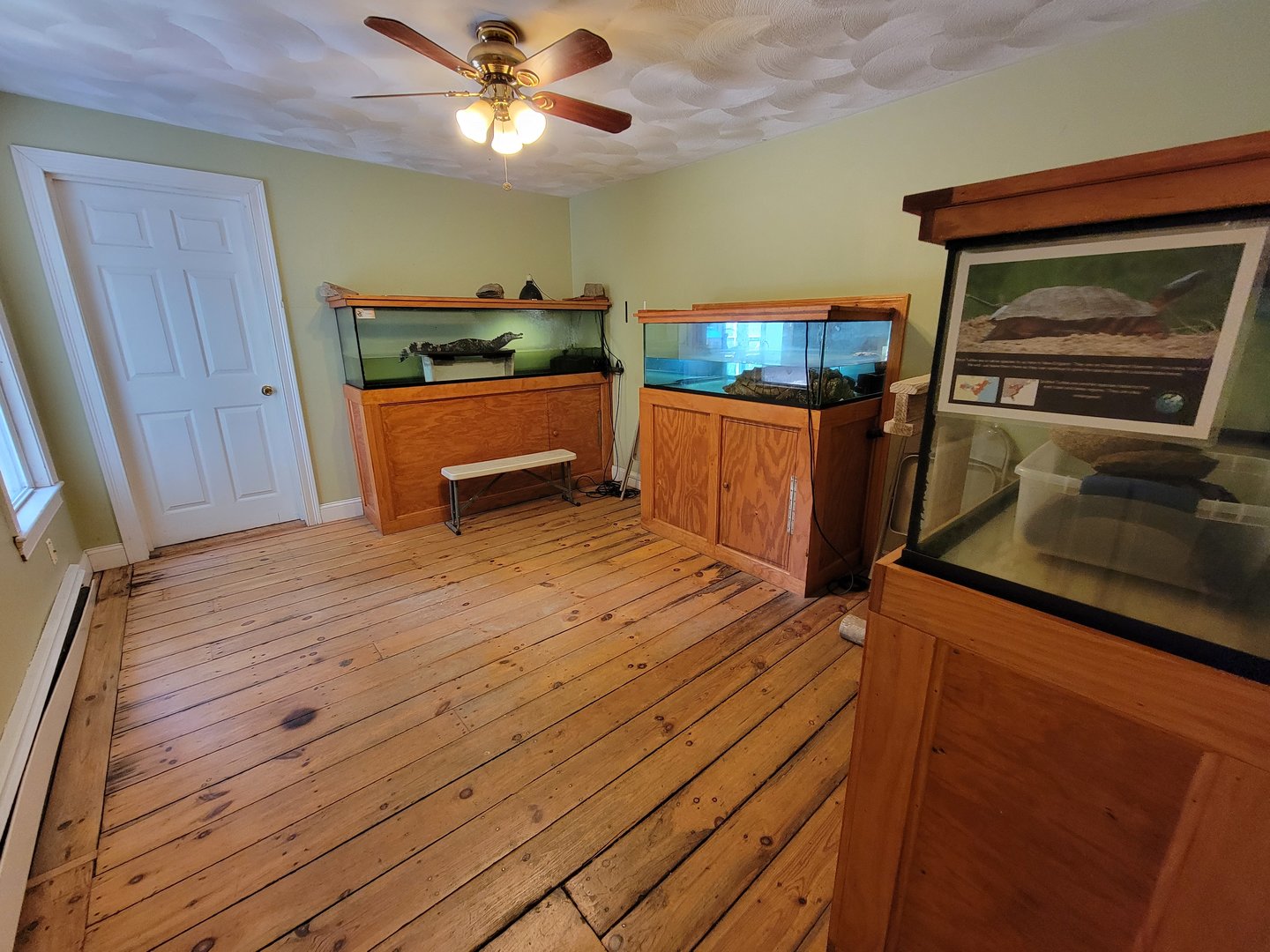 Animal Adventures MA 7/22 - Some herps