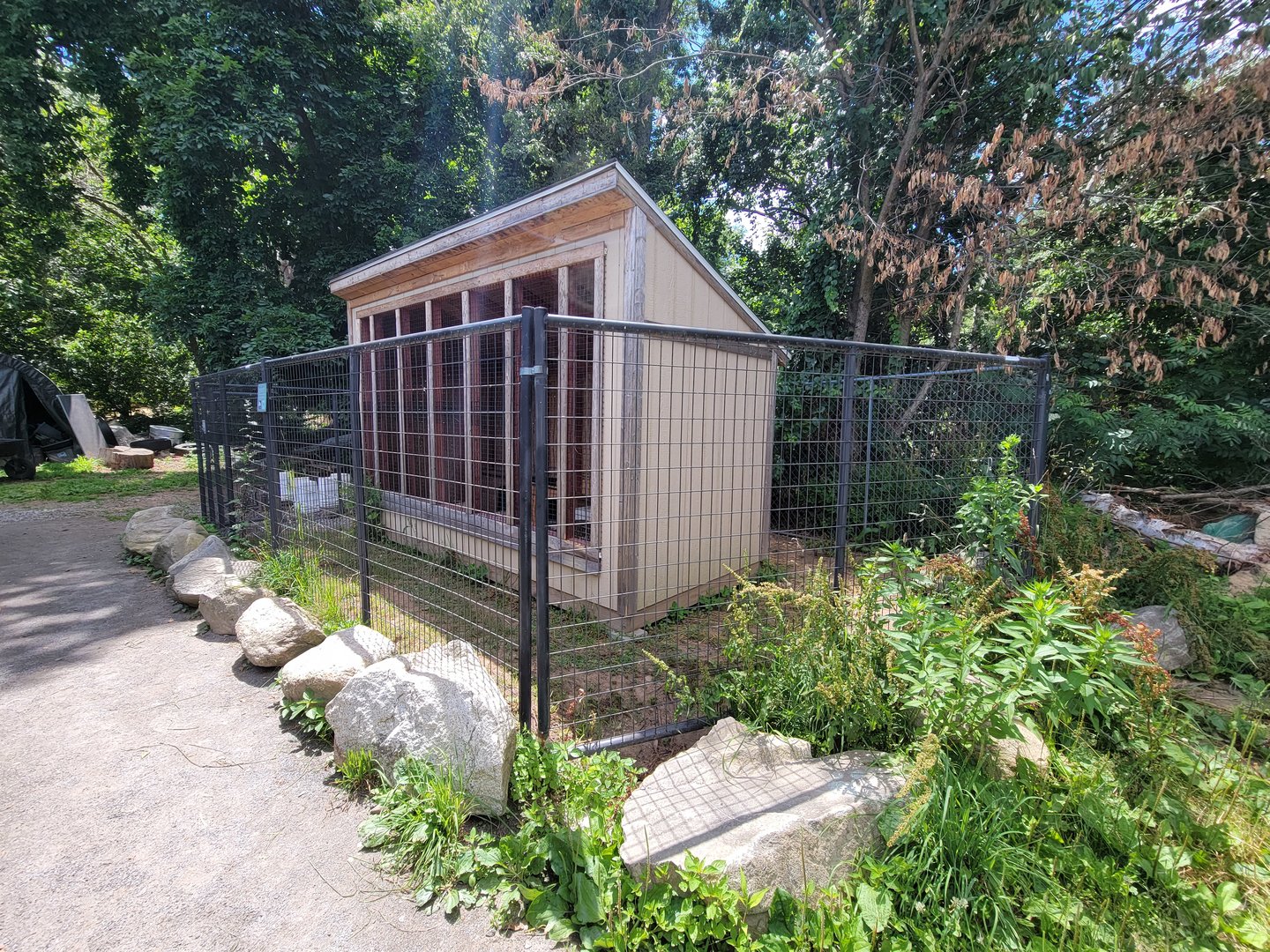 Animal Adventures MA 7/22 - Striped skunks