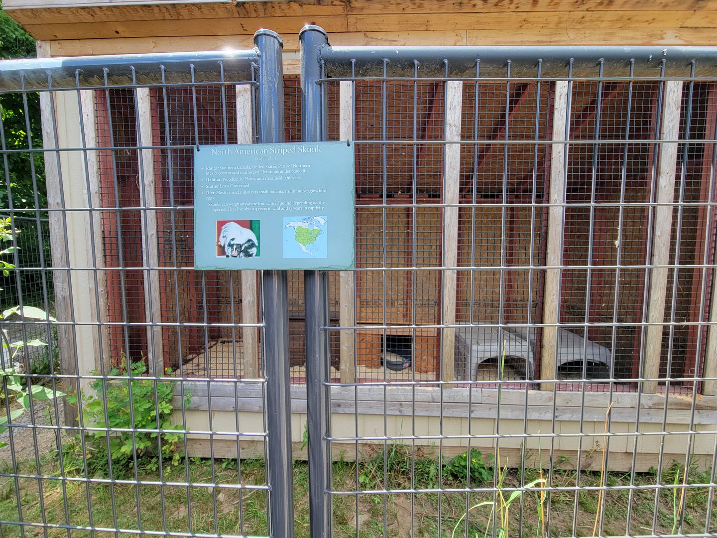 Animal Adventures MA 7/22 - Striped skunks