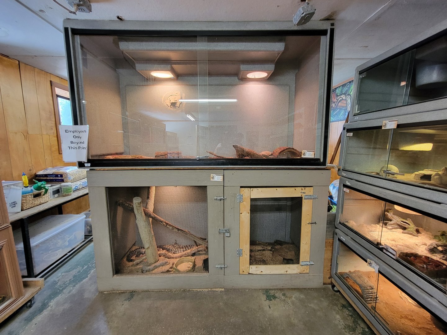 Animal Adventures MA 7/22 - Tegus