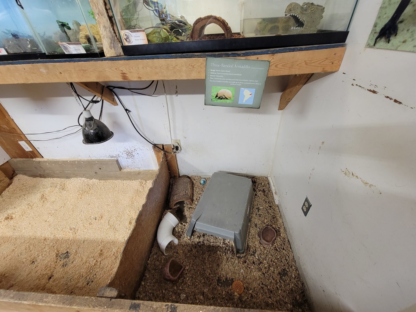 Animal Adventures MA 7/22 - Three-banded armadillo