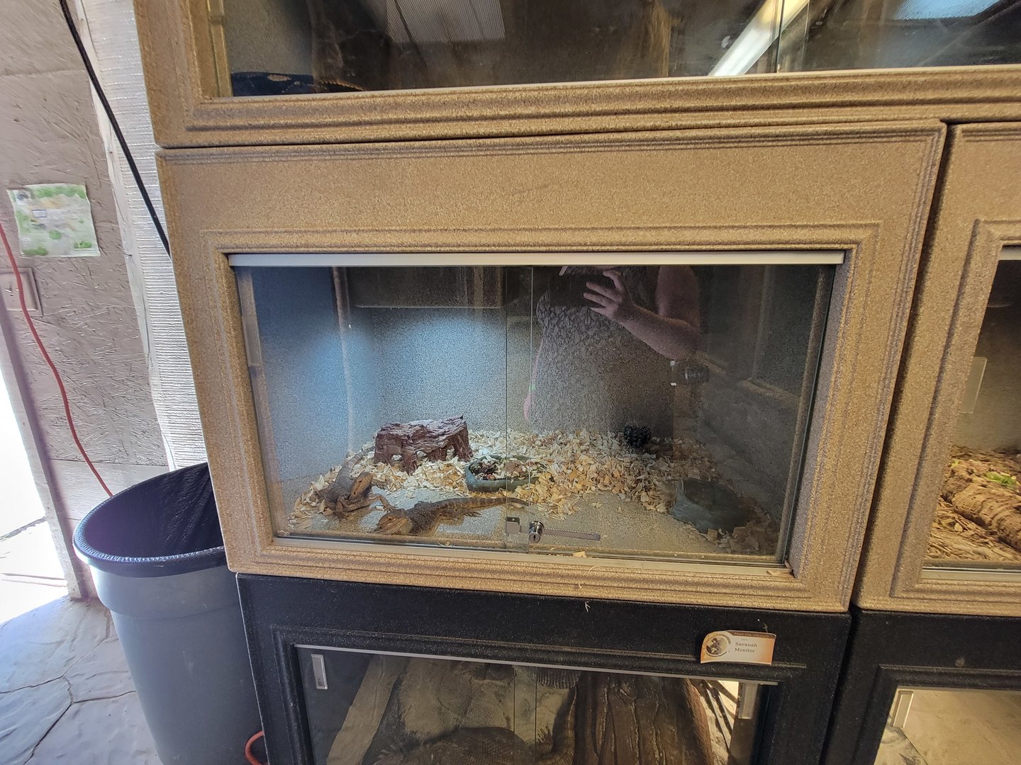 Animal Adventures MA 7/22 - Unsigned bearded dragons