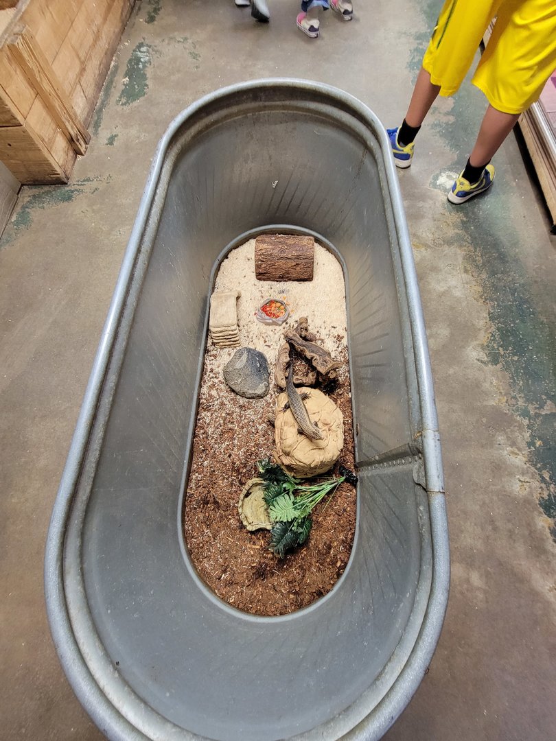 Animal Adventures MA 7/22 - Unsigned lizard, plated?