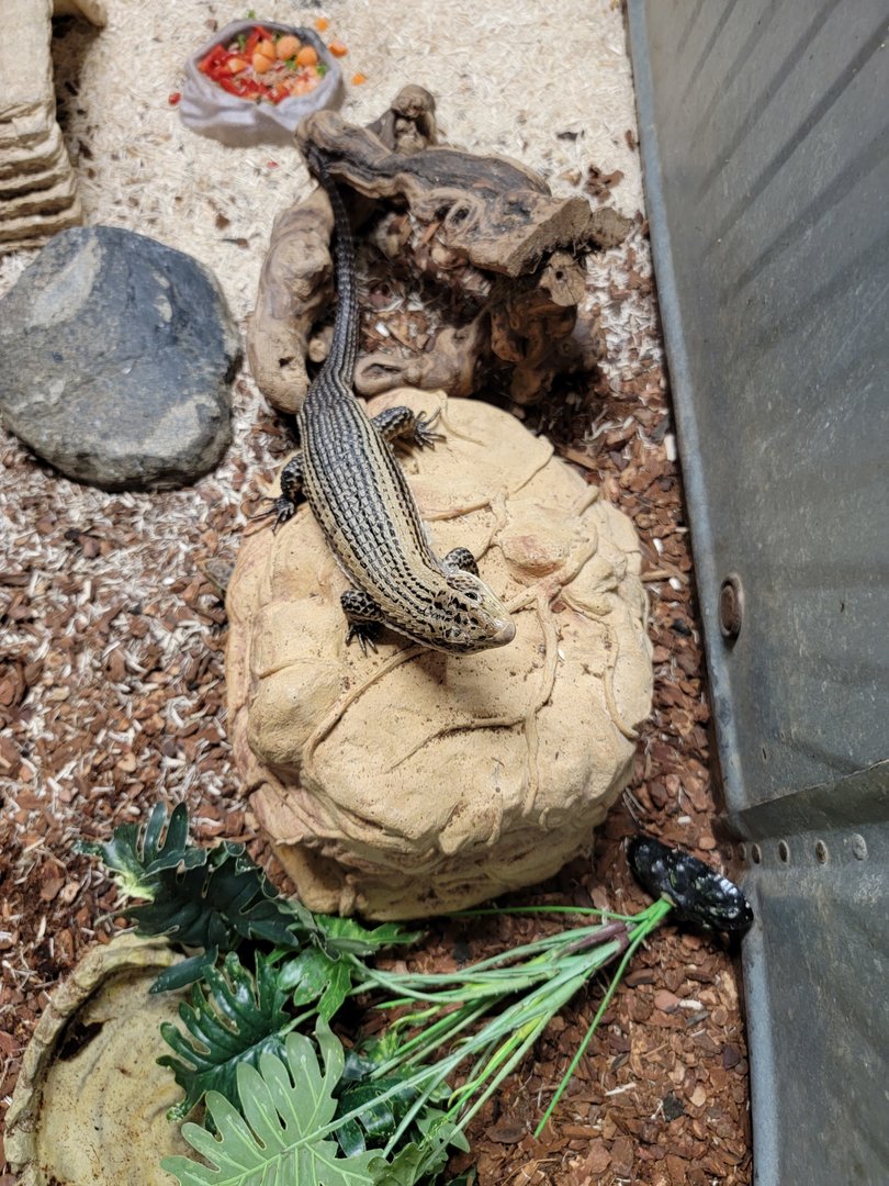 Animal Adventures MA 7/22 - Unsigned lizard, plated?