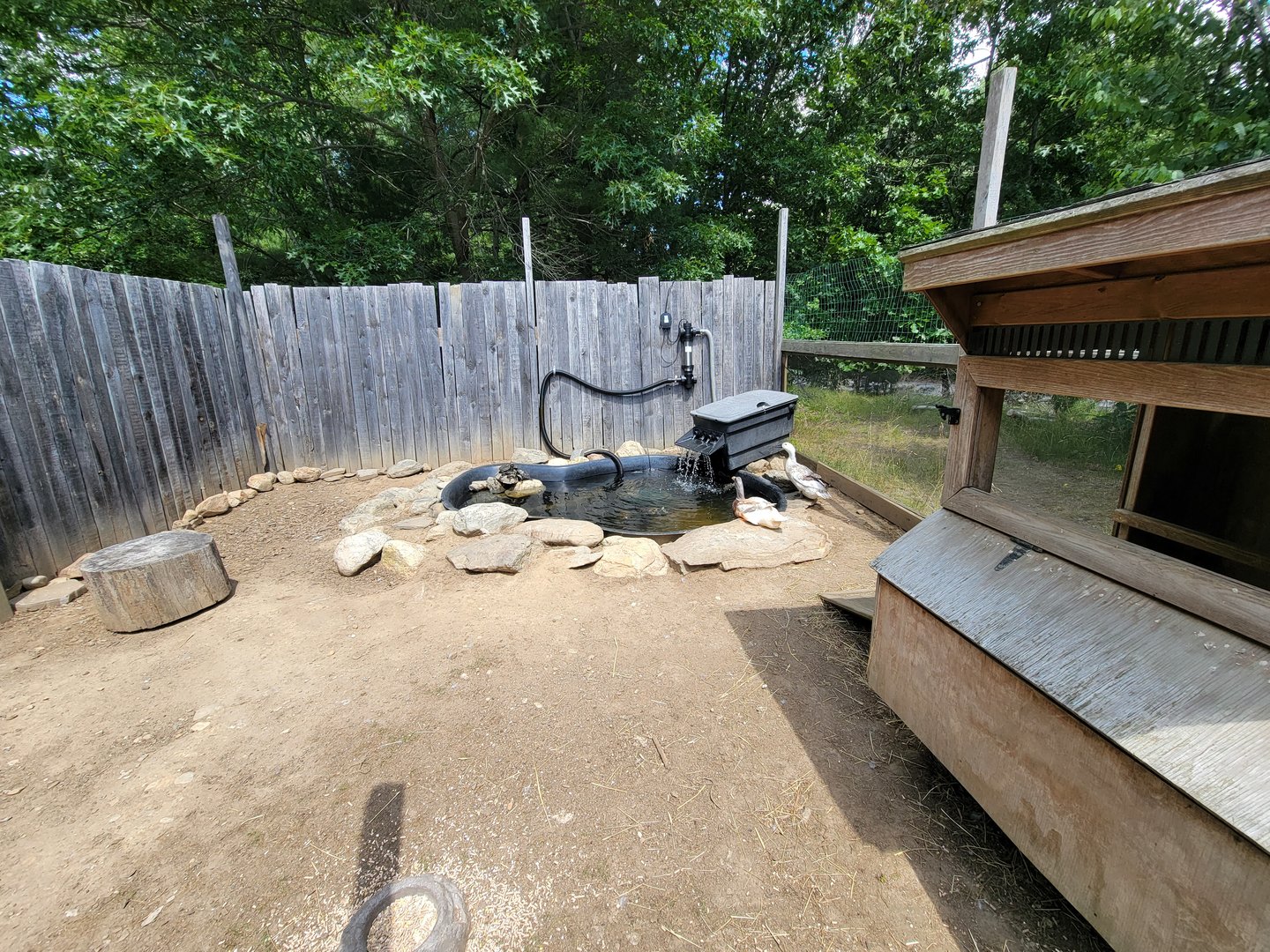 Animal Adventures MA 7/22 - Unsigned turtles and ducks