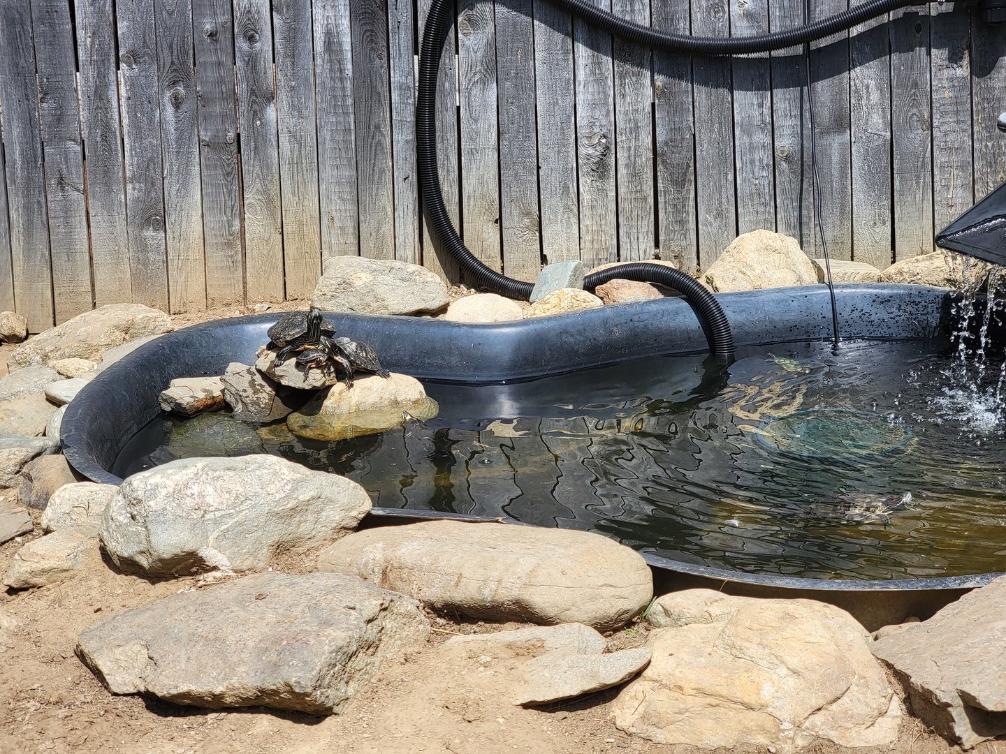 Animal Adventures MA 7/22 - Unsigned turtles