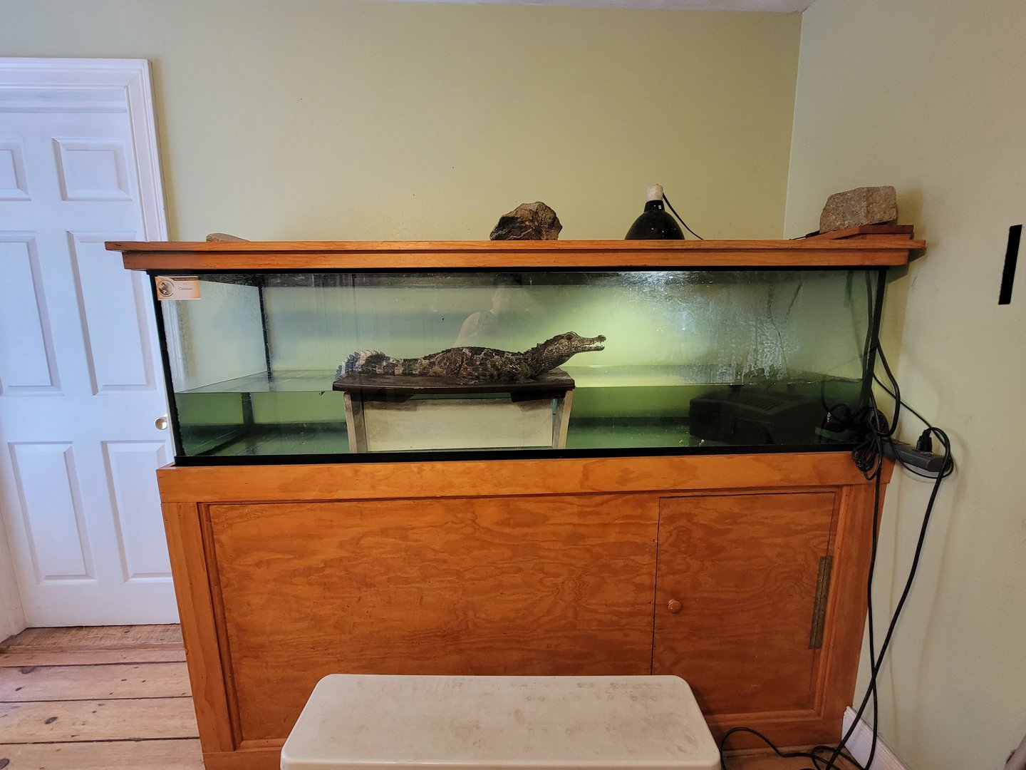 Animal Adventures MA 7/22 - Unspecified caiman