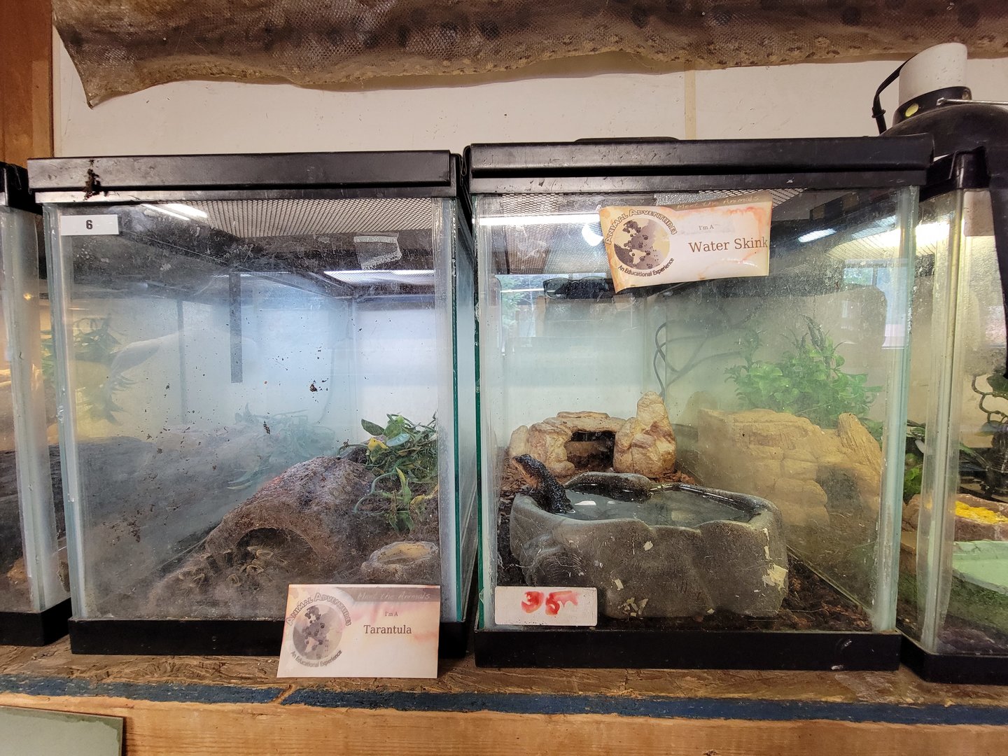 Animal Adventures MA 7/22 - Unspecified tarantula, "water skink"