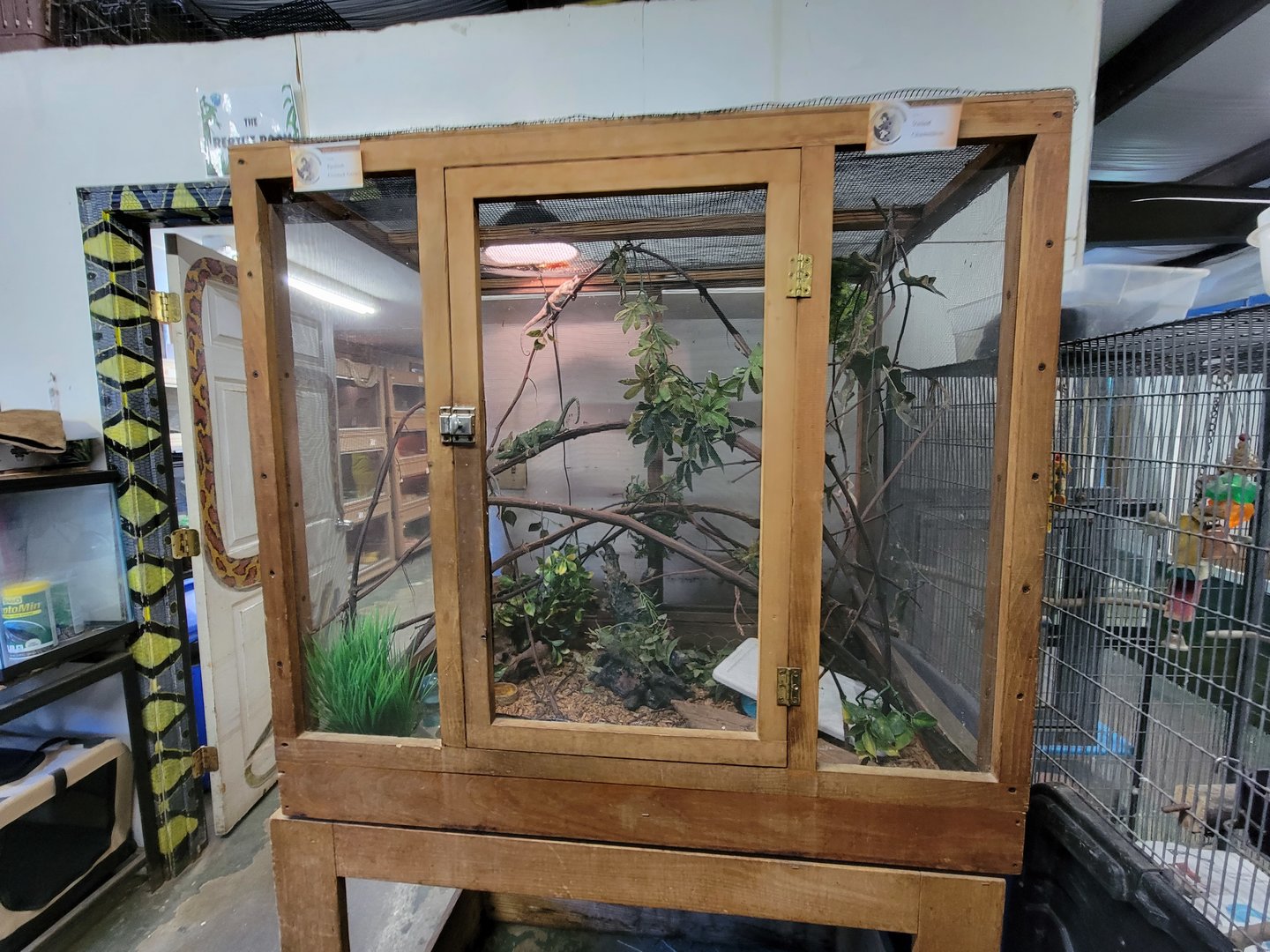 Animal Adventures MA 7/22 - Veiled chameleons, eyelash gecko