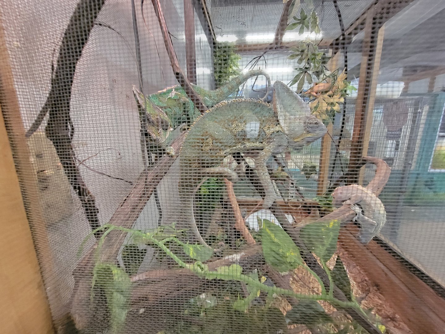 Animal Adventures MA 7/22 - Veiled chameleons, eyelash gecko