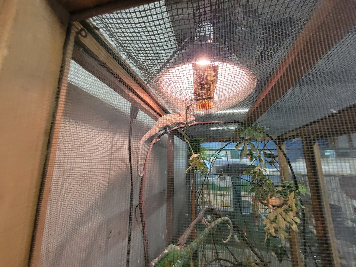 Animal Adventures MA 7/22 - Veiled chameleons, eyelash gecko