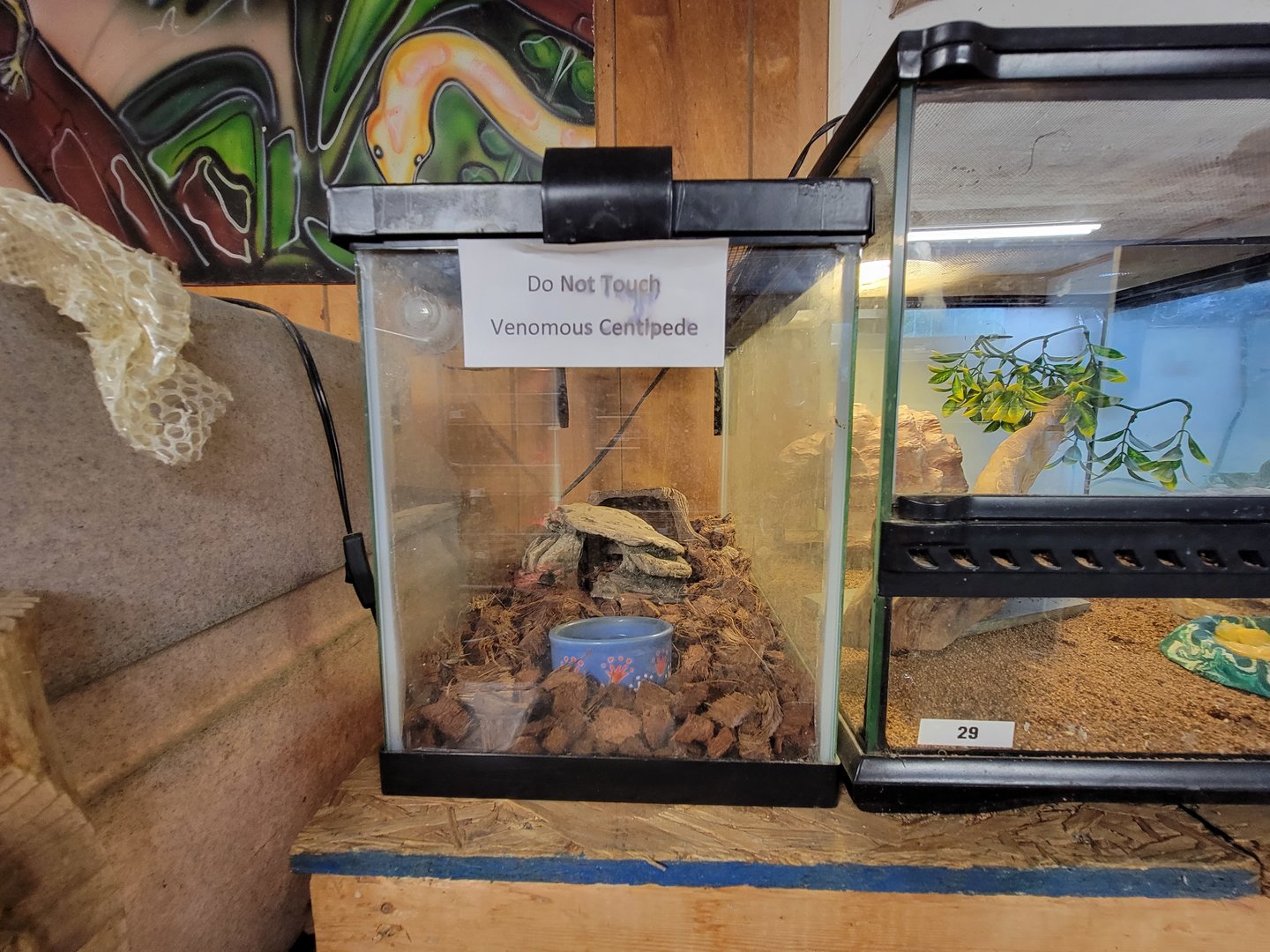 Animal Adventures MA 7/22 - "Venemous centipede"